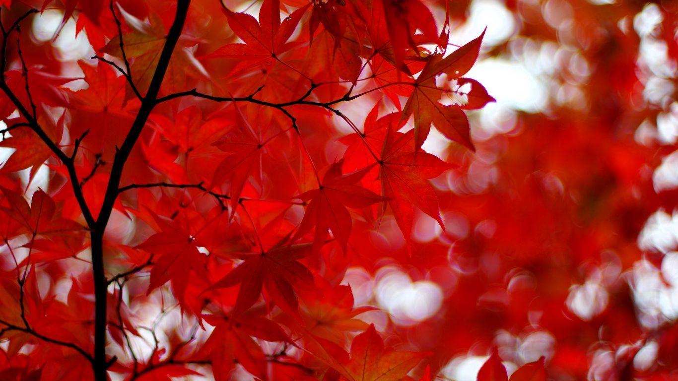 Red Acer Wallpapers - Top Free Red Acer Backgrounds - WallpaperAccess