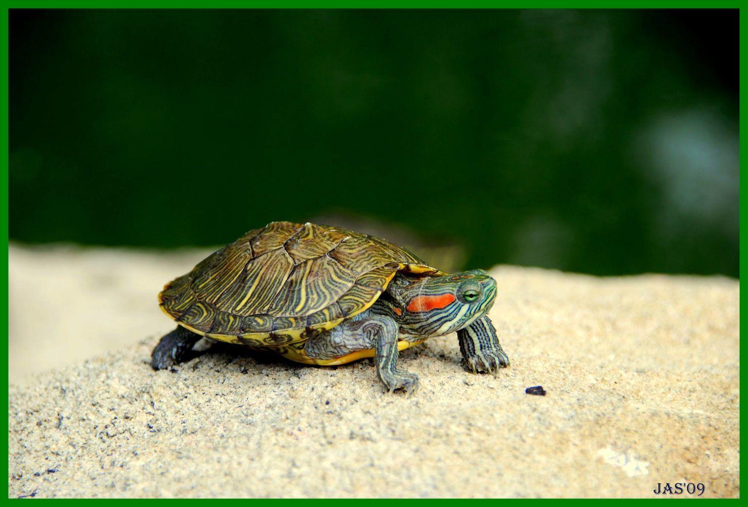 1481x1005 Unbelievable Turtle Wallpaper Picture Of Awesome Cute Style