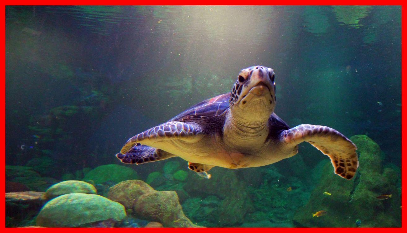 1314x754 Unbelievable Turtle Wallpaper Picture Of Awesome Cute Style
