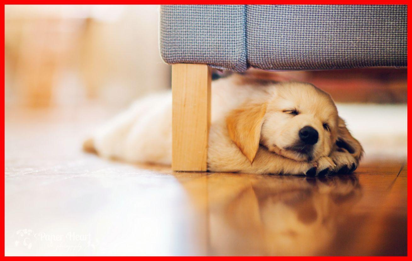 1309x829 Awesome Puppy Wallpaper HD Long For Cute Style And Funny Concept