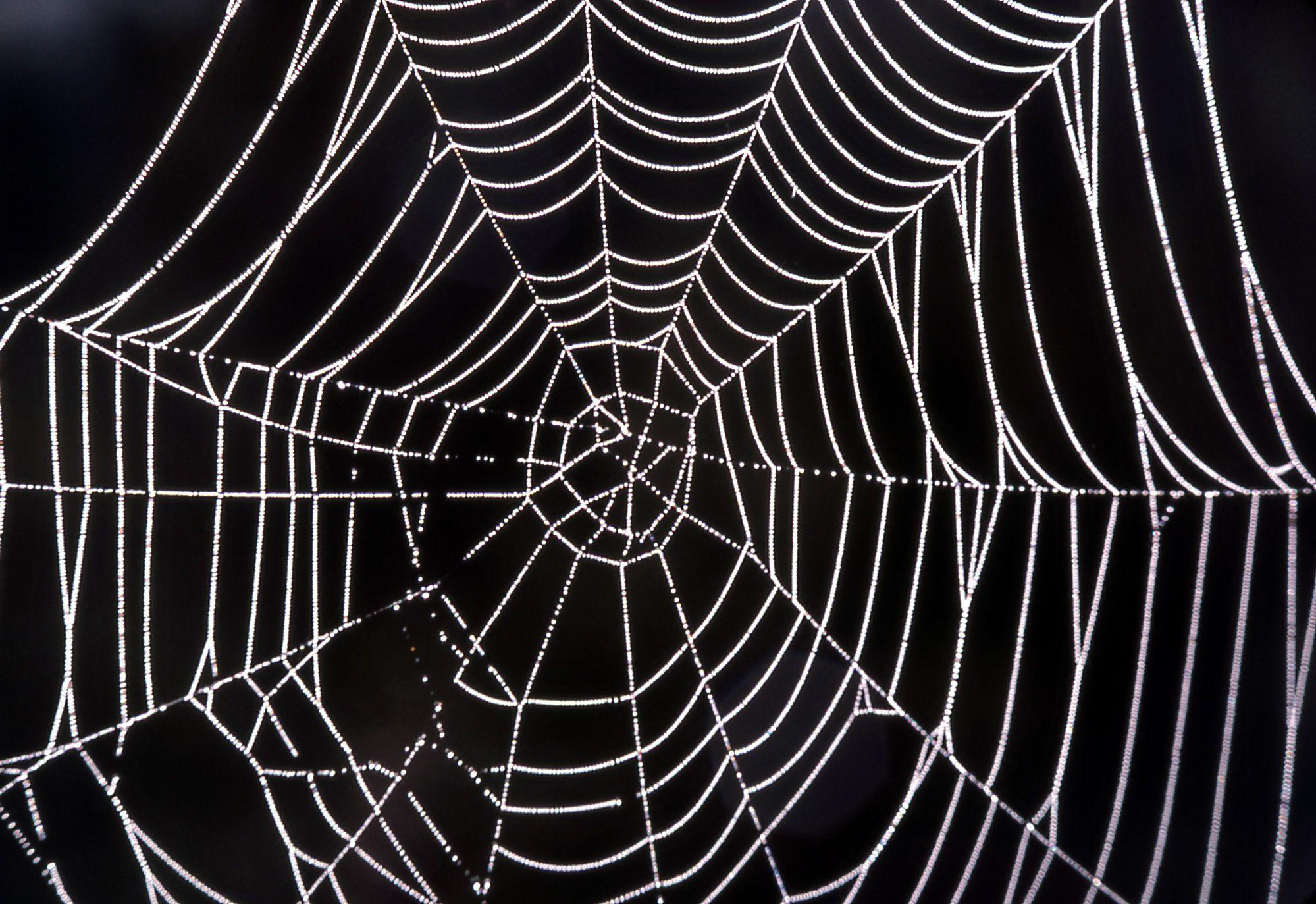 Spider Web Wallpapers - Top Free Spider Web Backgrounds - WallpaperAccess