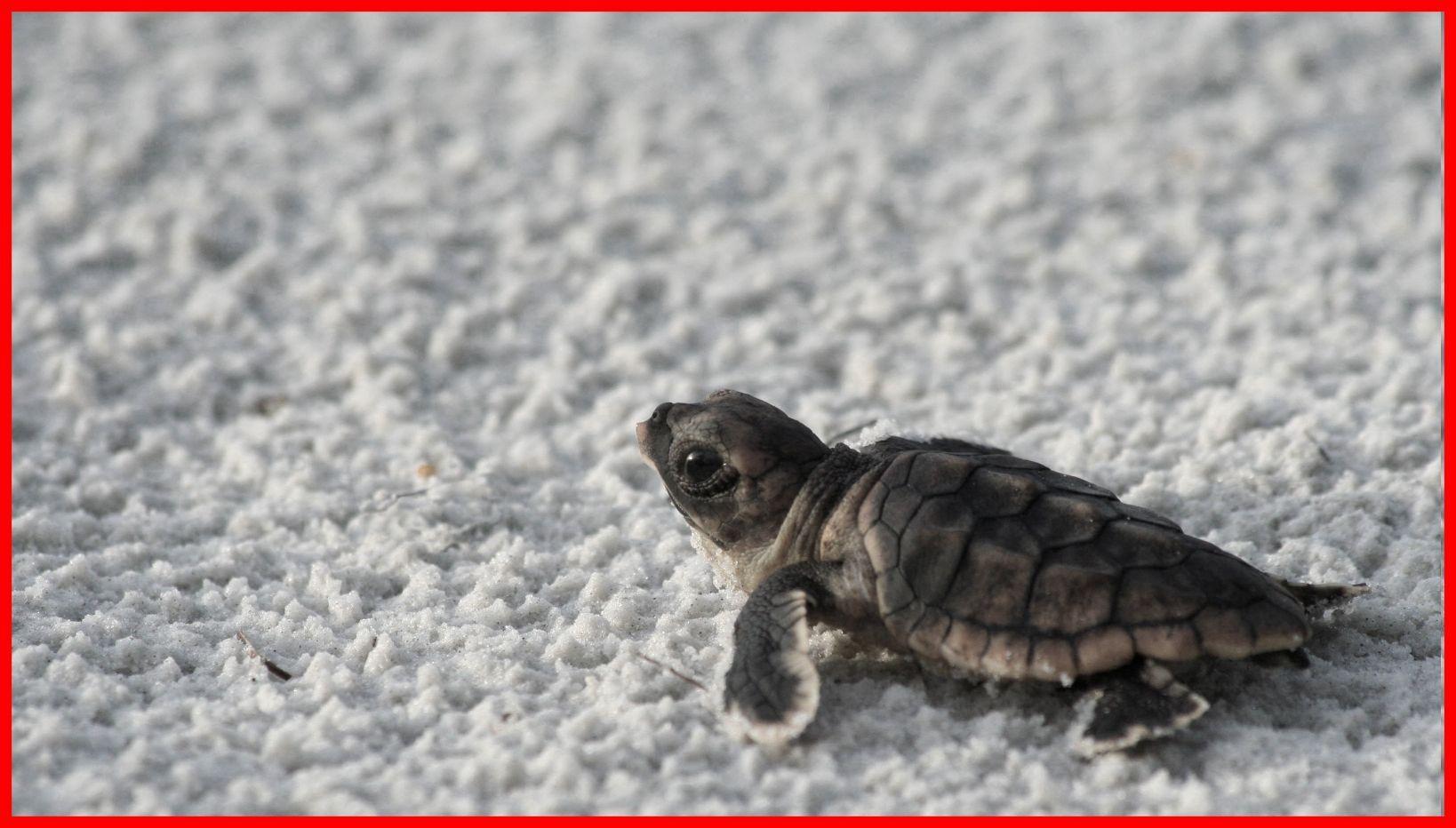 1638x932 Unbelievable Turtle Wallpaper Picture Of Awesome Cute Style