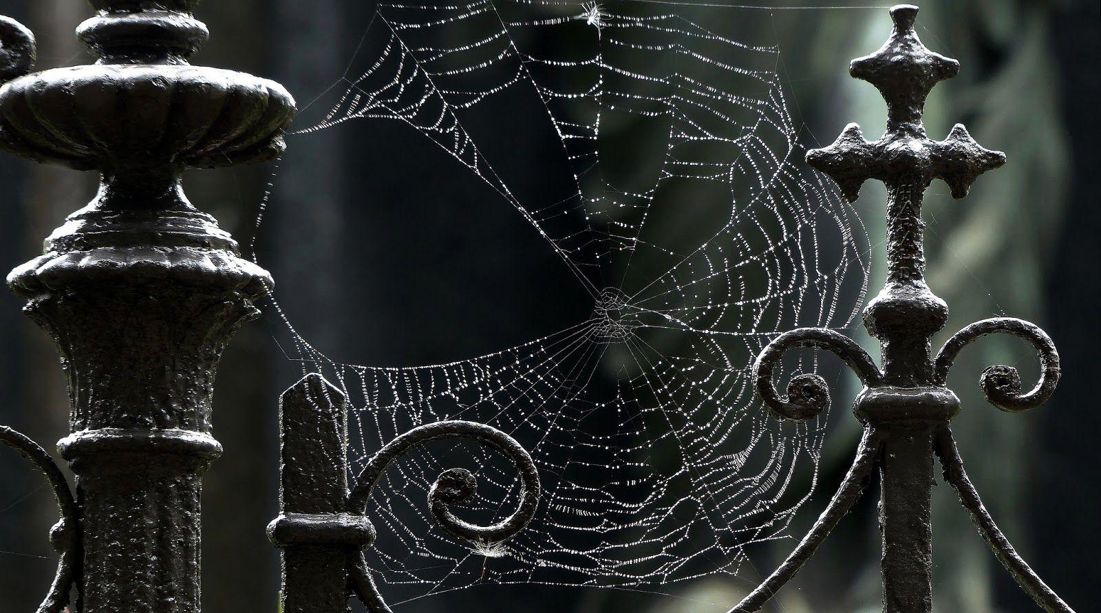 1600x891 Free HD Wallpaper: Beautiful Spider Web HD Wallpaper Free Download Image