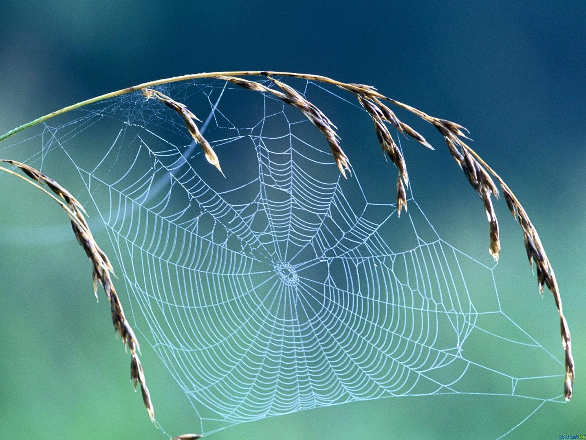1920x1440 Spider Web (id: 164339). Buzzerg.com. Spider picture, Spider, HD nature wallpaper