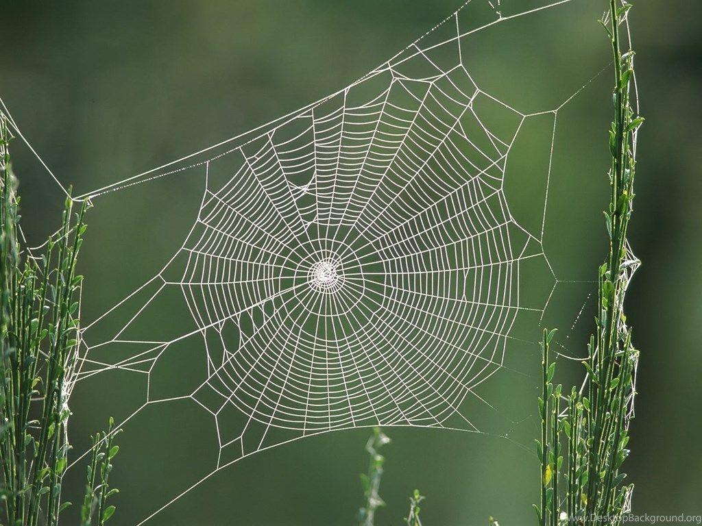 1024x768 HD Spider Web Wallpaper Desktop Background