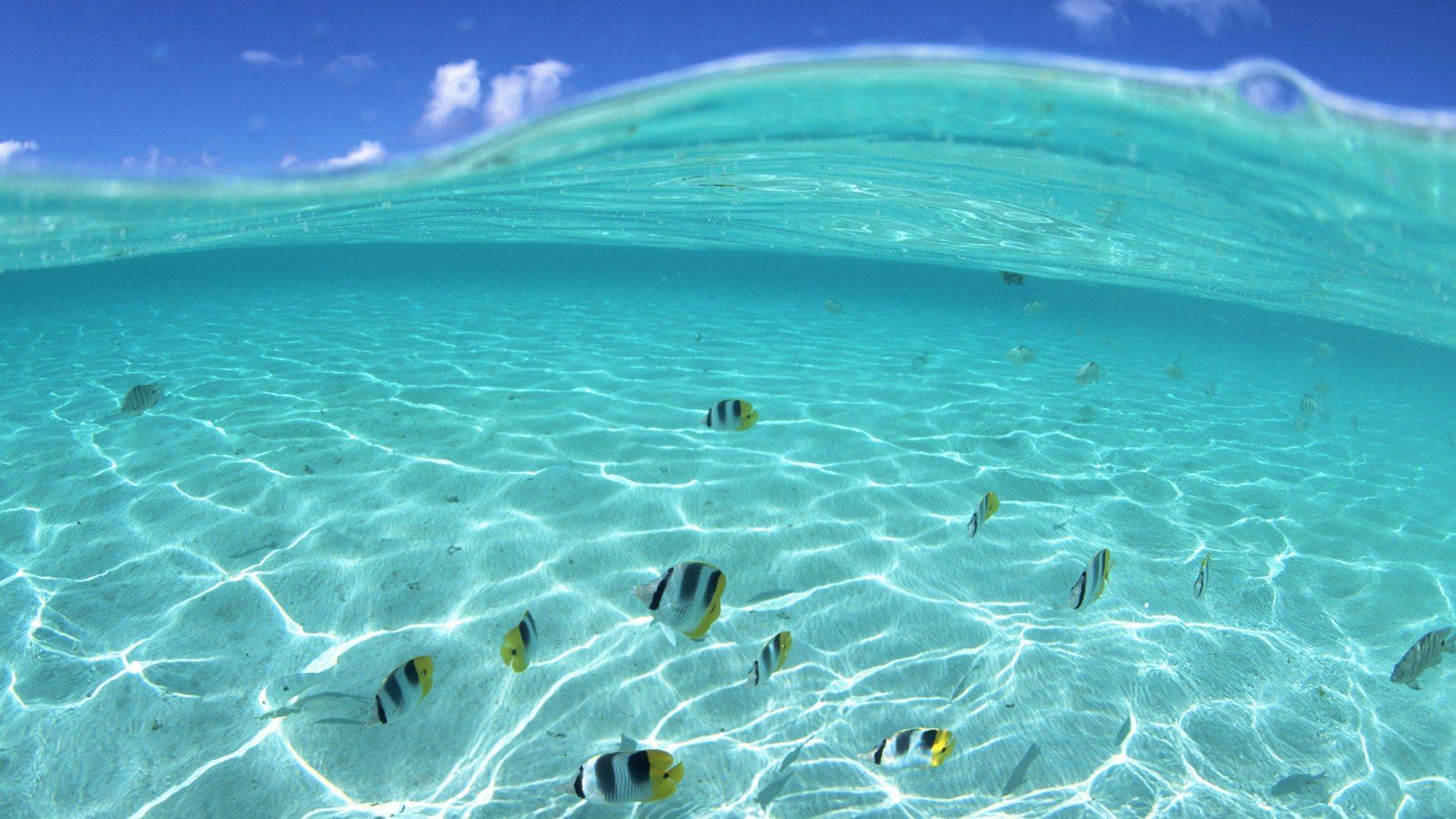 Hawaii Underwater Wallpapers Top Free Hawaii Underwater Backgrounds Wallpaperaccess