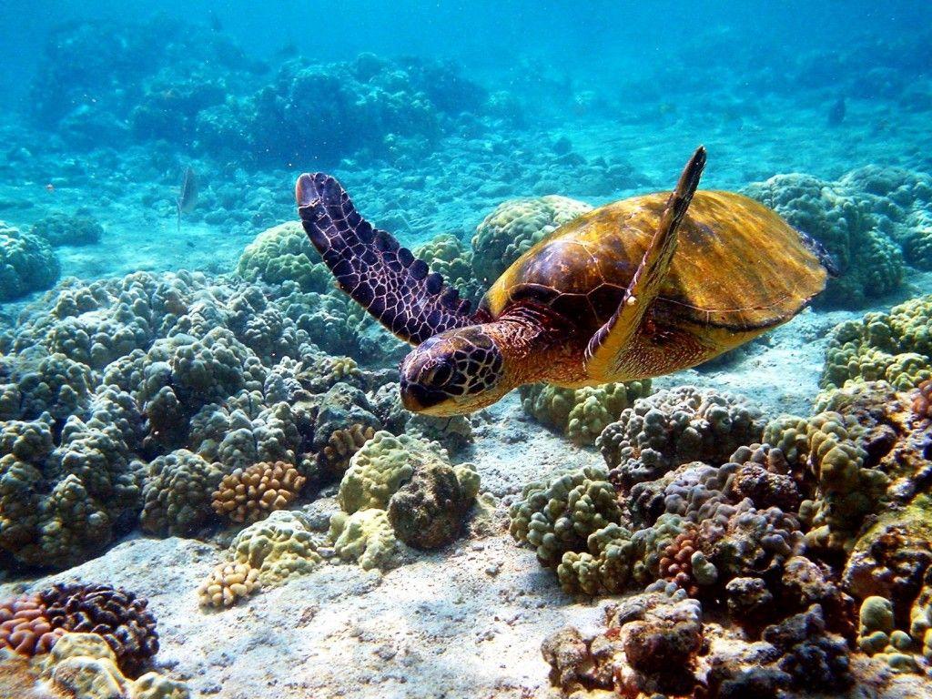 1024x768 The Excitement to Set the Hawaiian Desktop Wallpaper: Hawaiian Desktop Wallpaper Turtle in Hawaii Underwater