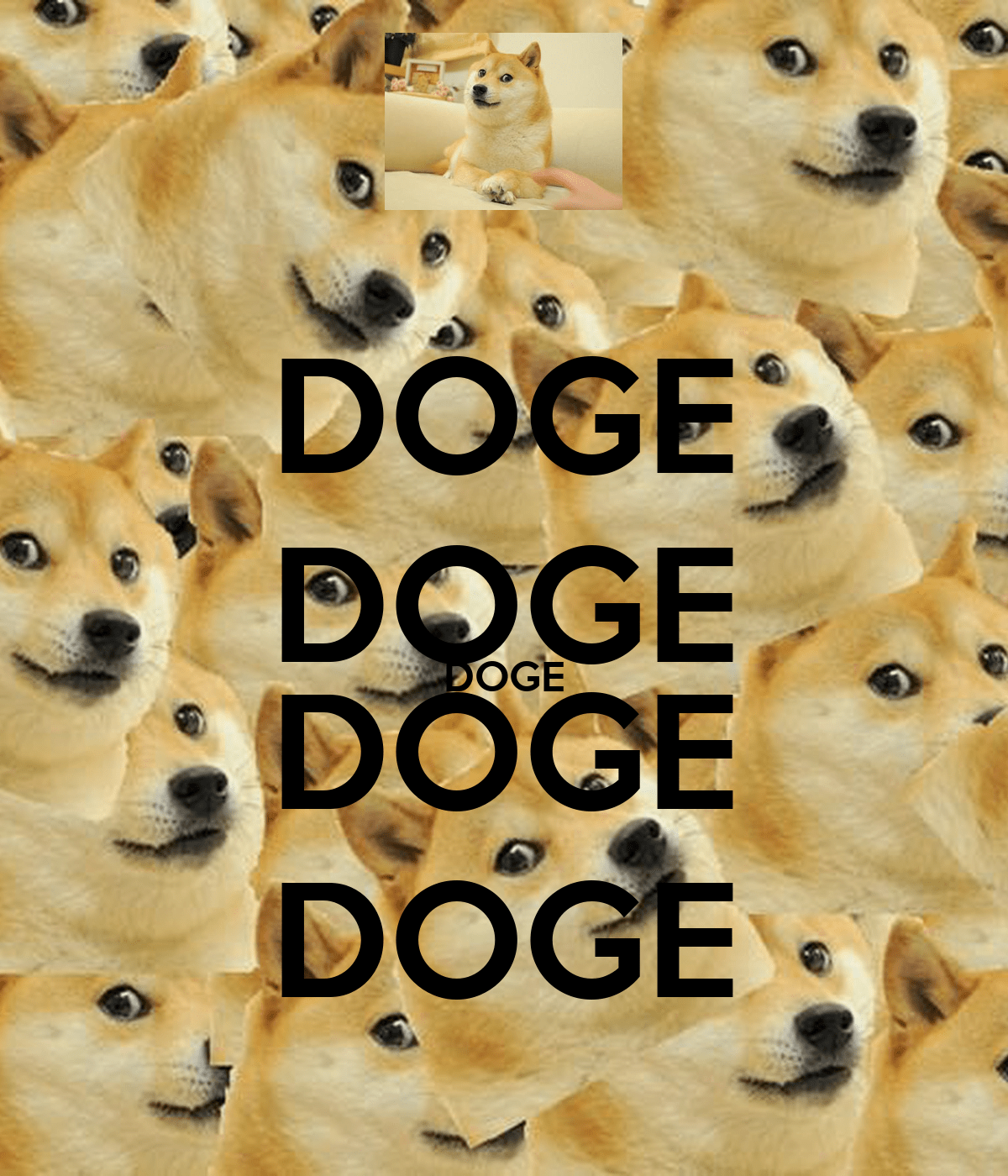 Doge Pictures [HD] | Download Free Images on Unsplash