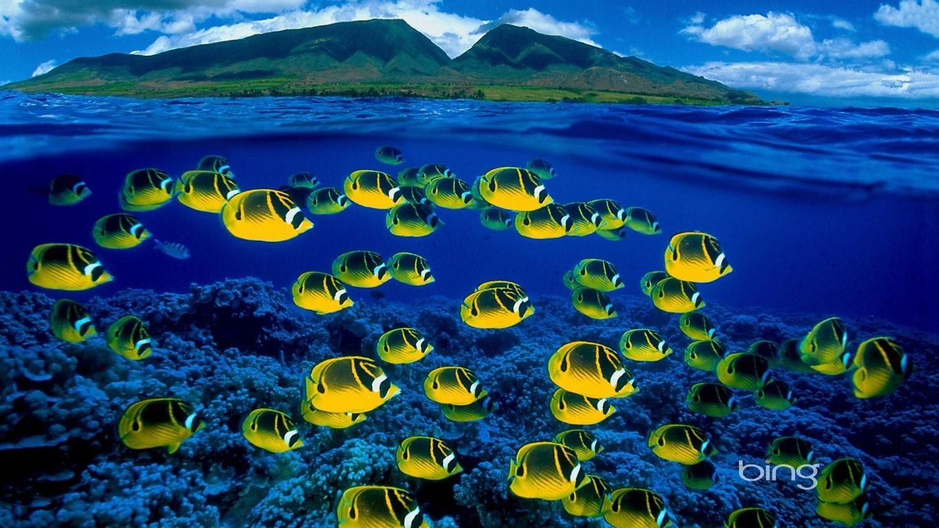 1366x768 maui, hawaii, underwater, reef, corals, fish, sea