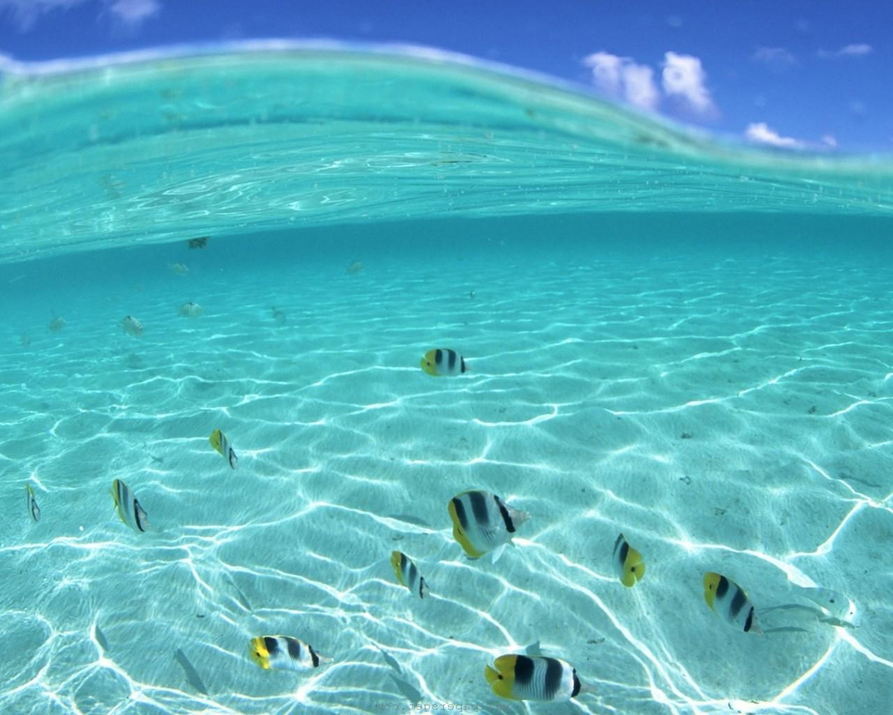 Hawaii Underwater Wallpapers - Top Free Hawaii Underwater Backgrounds ...