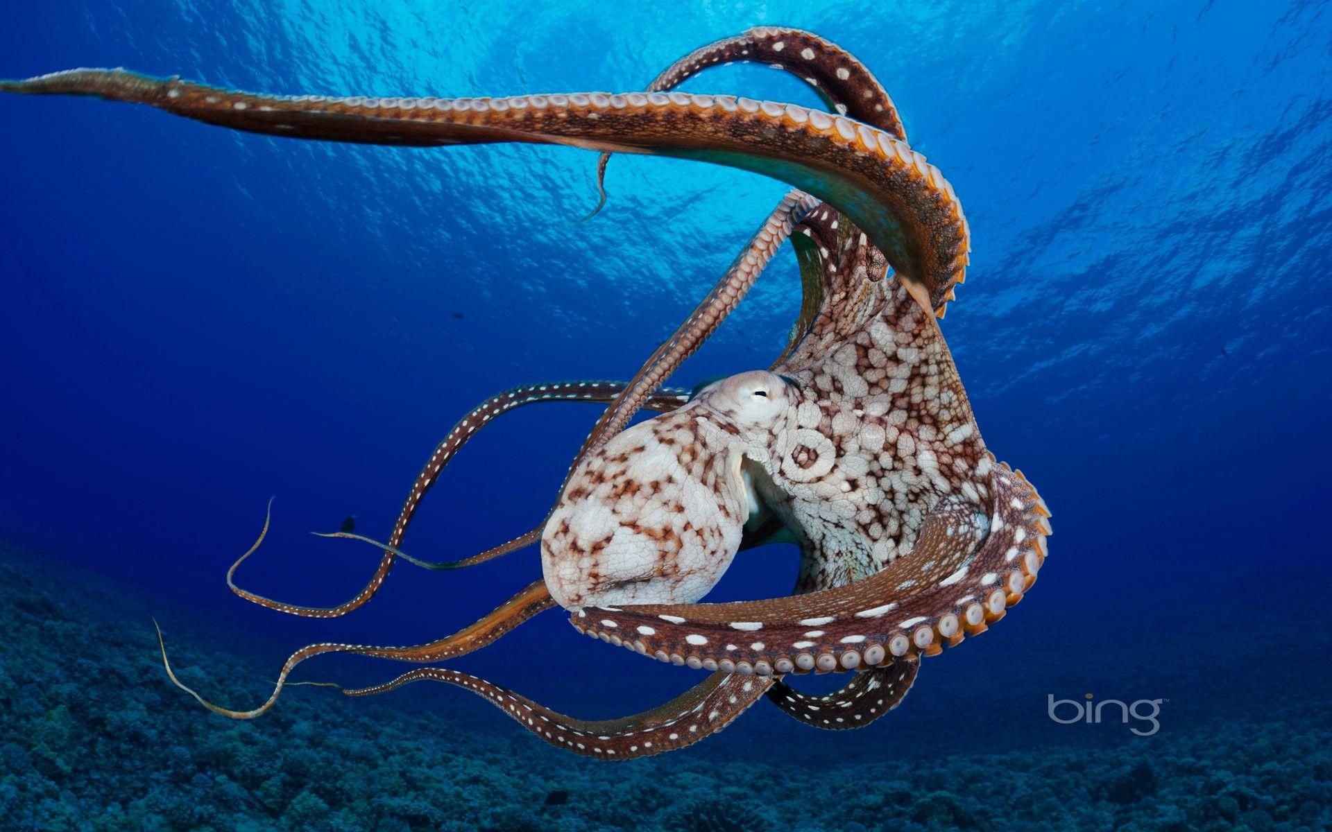 1920x1200 ocean, Hawaii, underwater, bing, octopus wallpaper