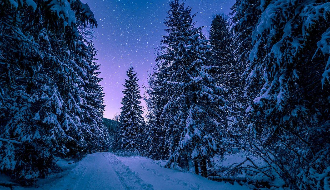 beautiful forest at night hd