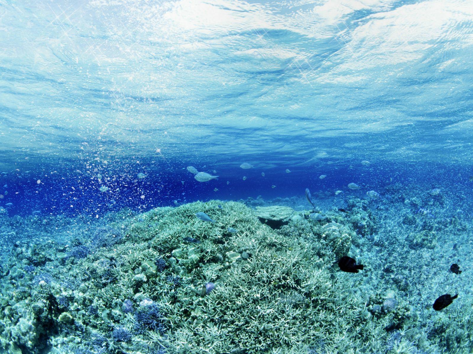 1600x1200 Free download Description Underwater Fish Wallpaper is a hi res Wallpaper for pc [1600x1200] for your Desktop, Mobile & Tablet. Explore Hawaii Underwater Wallpaper. Hawaii Underwater Wallpaper, Underwater Wallpaper, Underwater Background