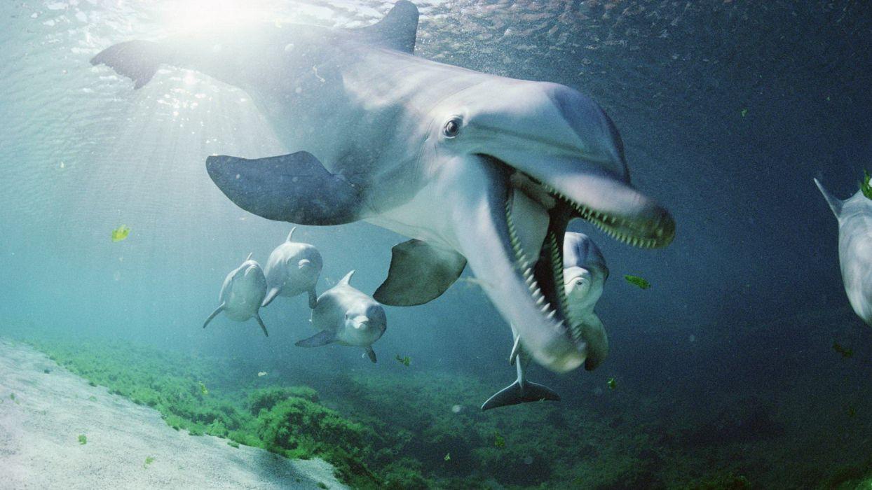 1244x700 Hawaii dolphins wallpaperx1080