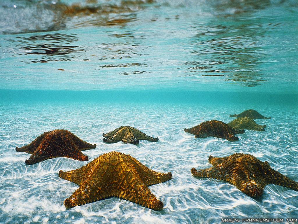 1024x768 Hawaii Underwater Wallpaper