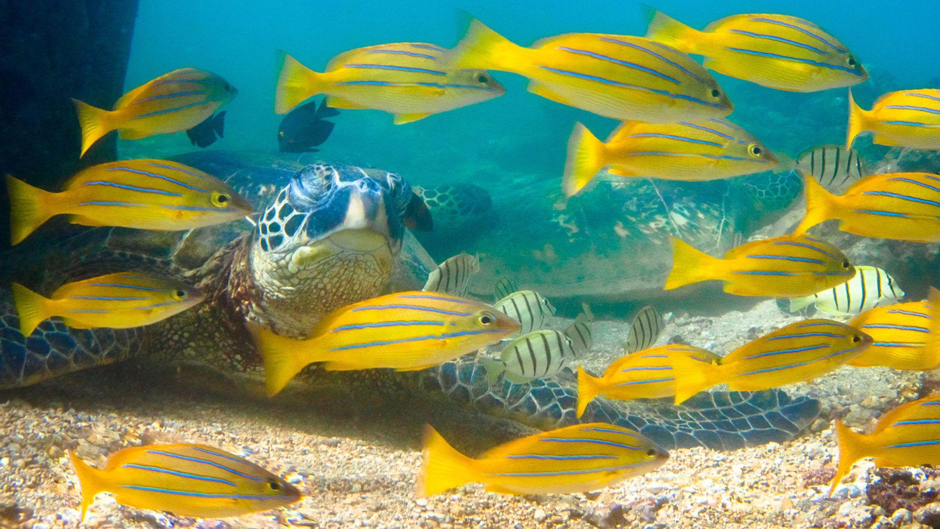 1920x1080 Underwater Light Of Hawaii Green Sea Turtle Honu Reptile And Yellow Fish Bluelined Snapper Wallpaper HD For Desktop Tablet And Mobile Phones 3840x2400 :