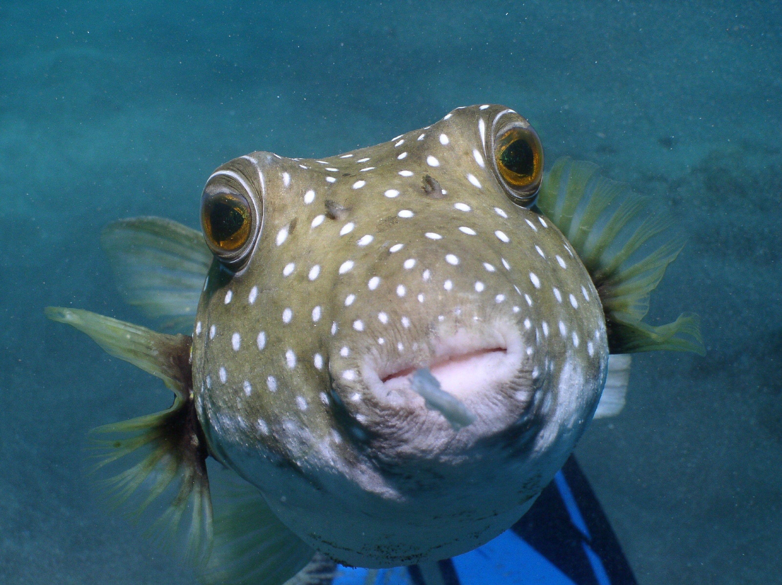 3203x2396 fish hawaii underwater 3203x2396 wallpaper High Quality Wallpaper, High Definition Wallpaper