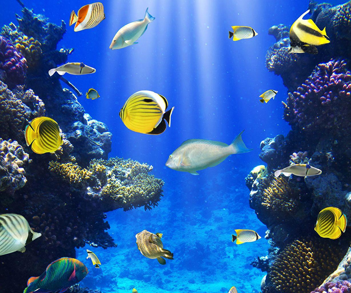 1228x1024 Desktop Wallpaper Fish Underwater world Corals Animals