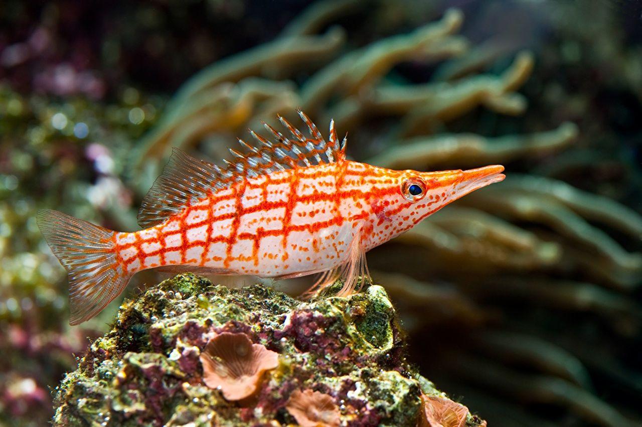 1280x851 Image Fish Underwater world marine fish Animals