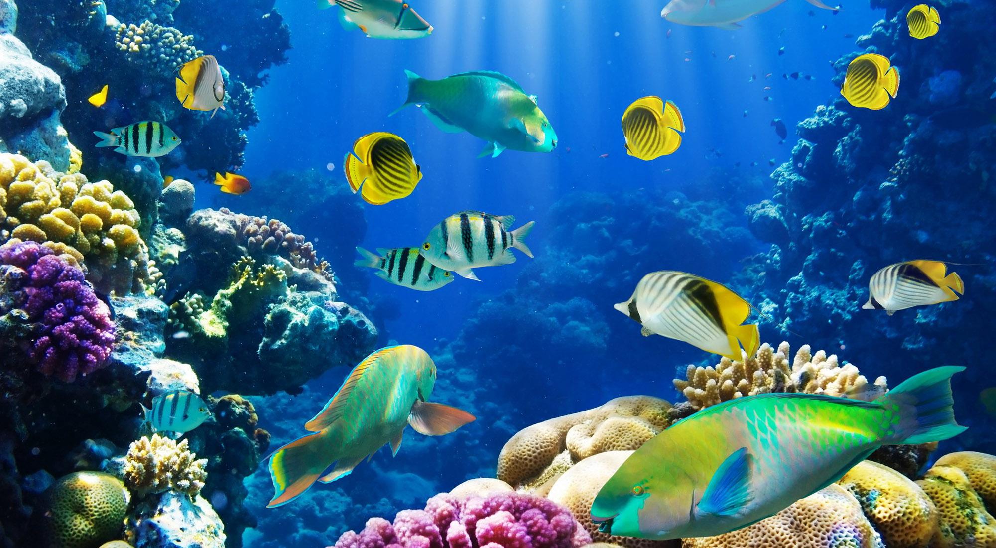 2000x1100 HD Saltwater Fish Wallpaper, 0.52 Mb