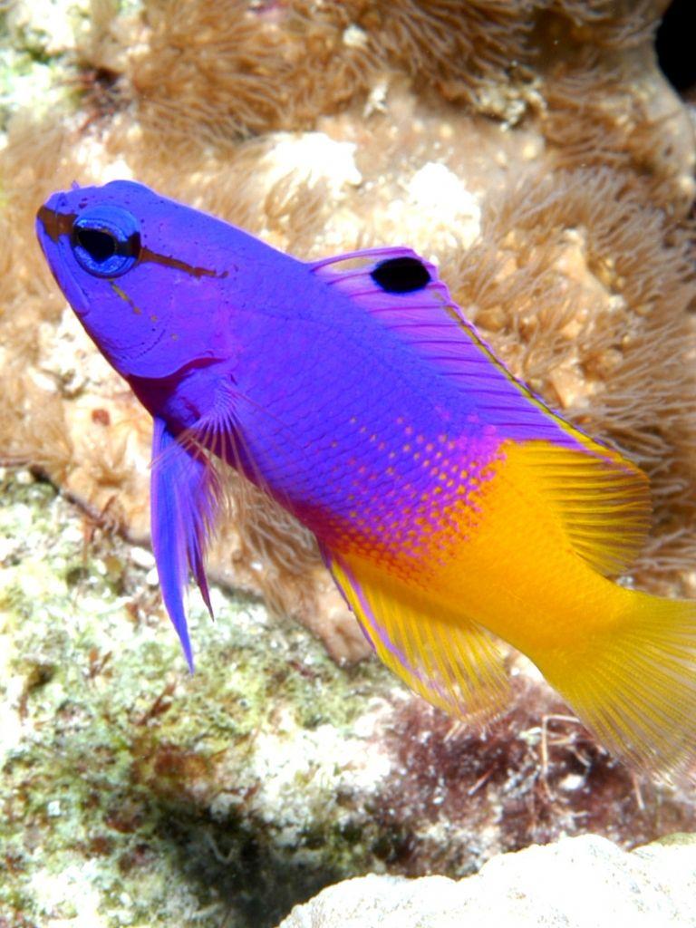 Saltwater Fish Wallpapers - Top Free Saltwater Fish Backgrounds ...
