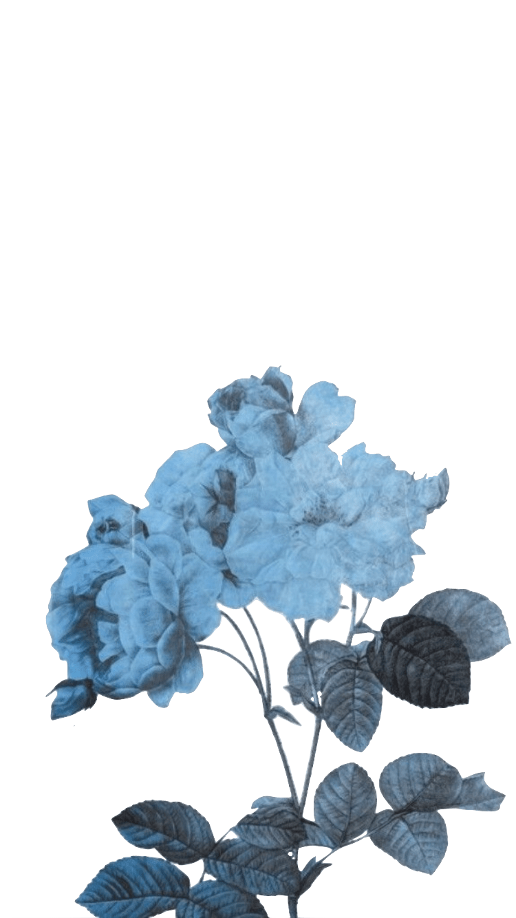 750x1334 transparent blue flowers. Blue wallpaper, Everything is blue, Blue aesthetic