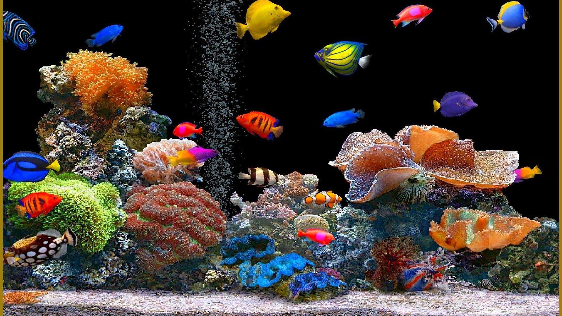 1920x1080 Wallpaper Aquarium 1920x1080 725048 aquarium. Fish wallpaper, Aquarium live wallpaper, Saltwater fish tanks