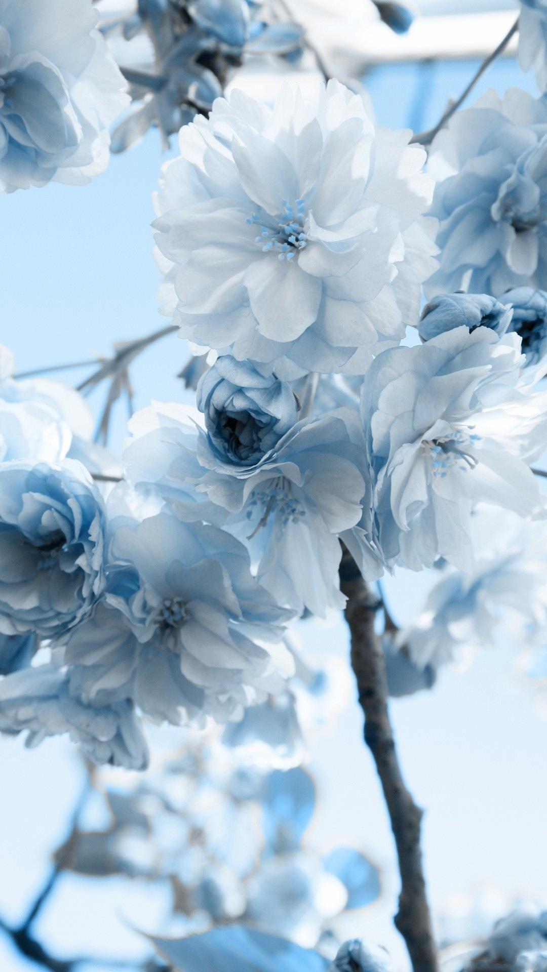 Blue Flowers Aesthetic Wallpapers Top Free Blue Flowers Aesthetic Backgrounds Wallpaperaccess