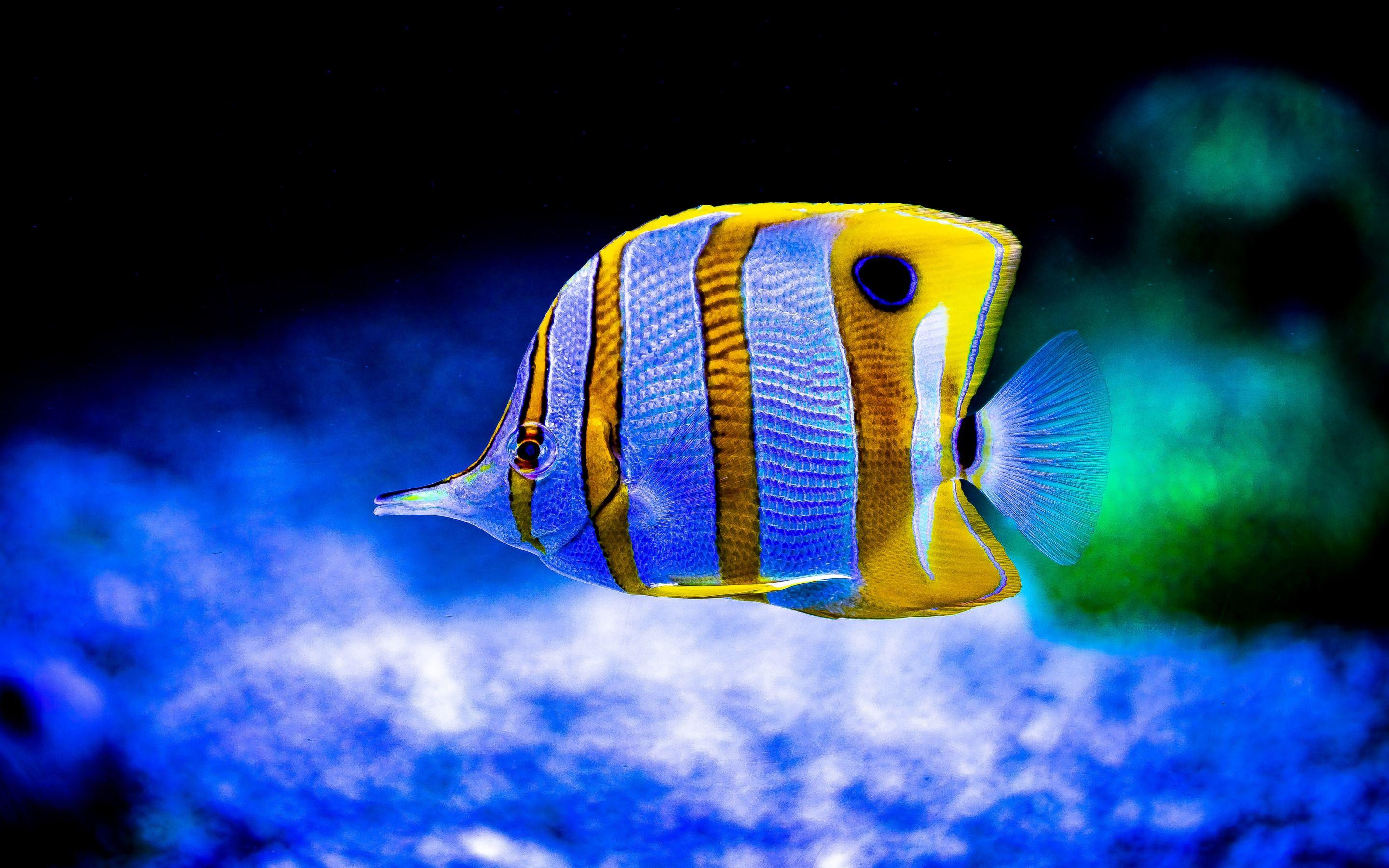 Saltwater Fish Wallpapers - Top Free Saltwater Fish Backgrounds ...
