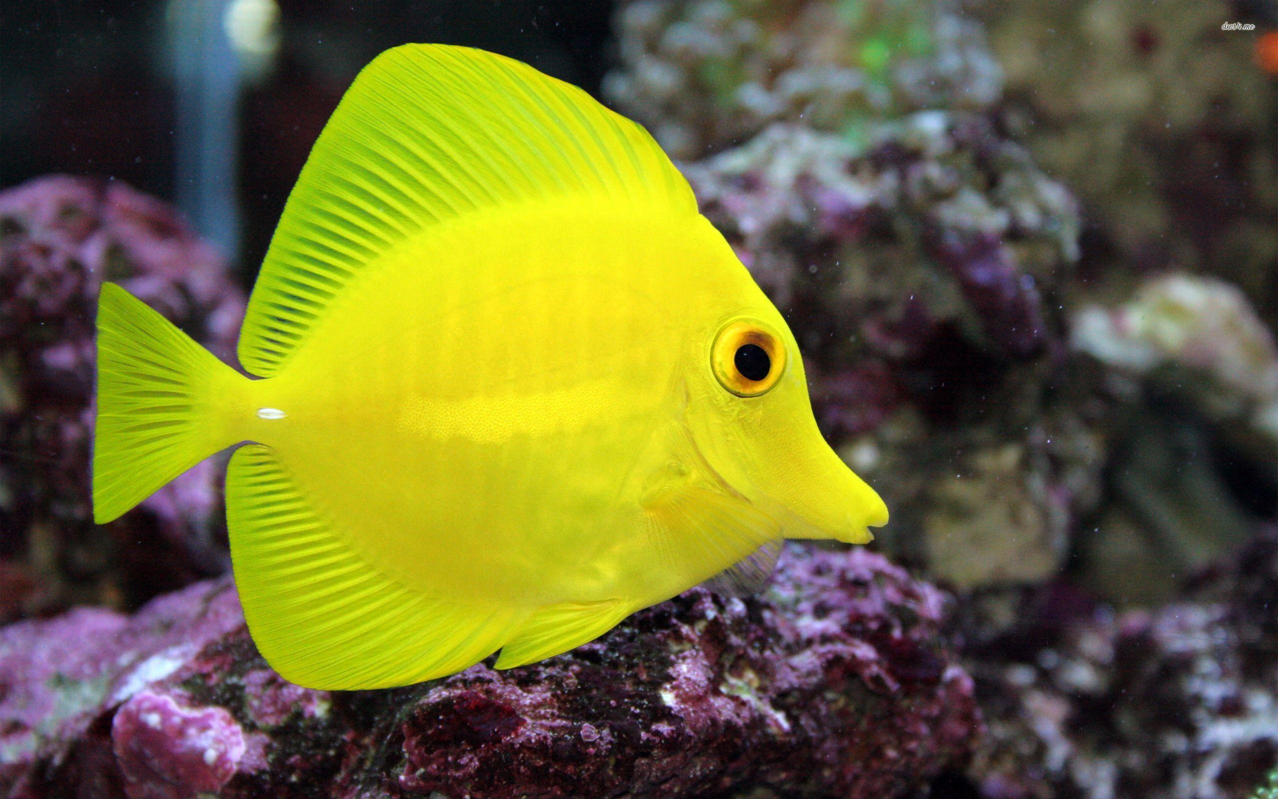 Saltwater Fish Wallpapers - Top Free Saltwater Fish Backgrounds ...