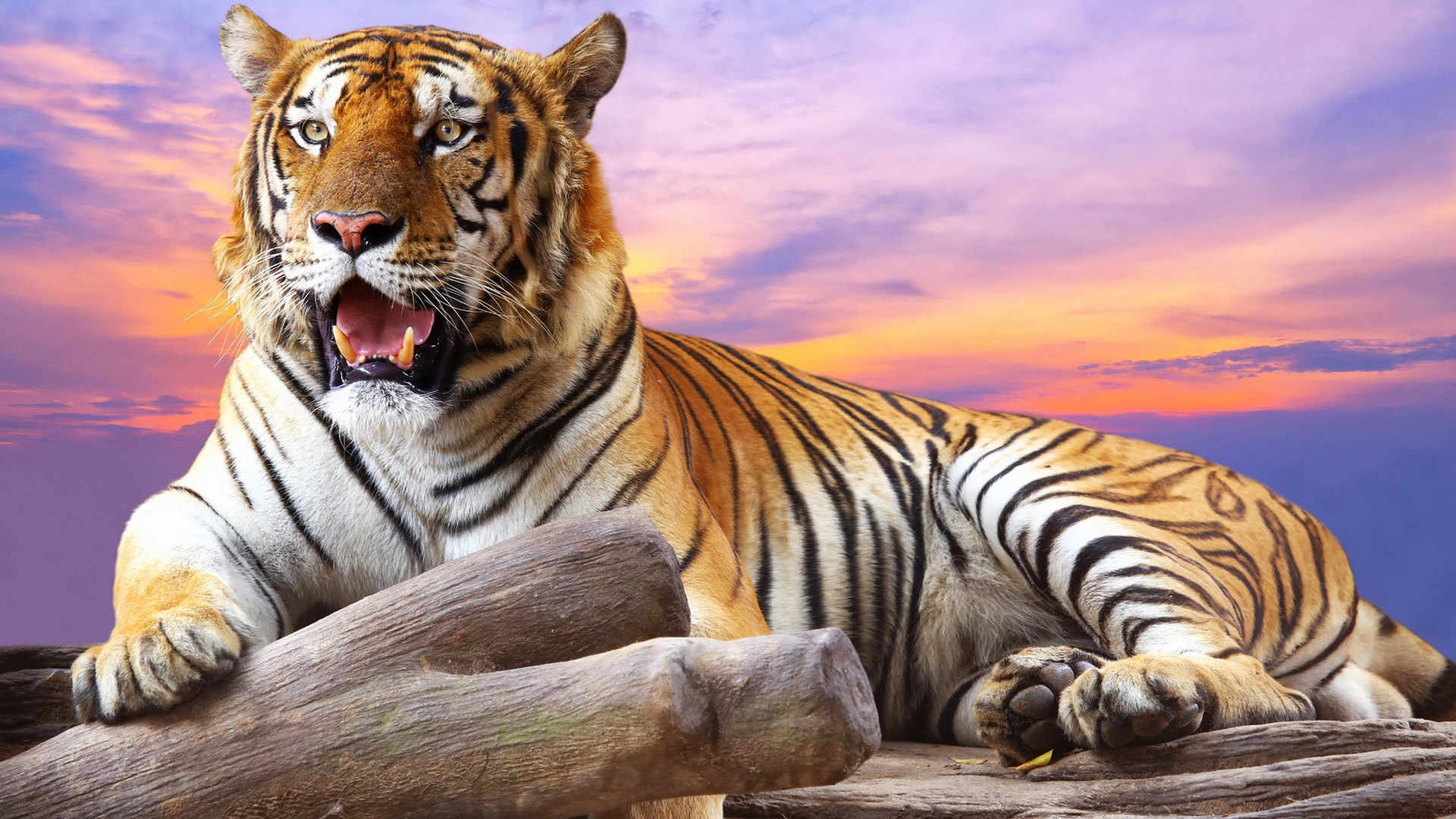 Tiger Background Images Hd Download