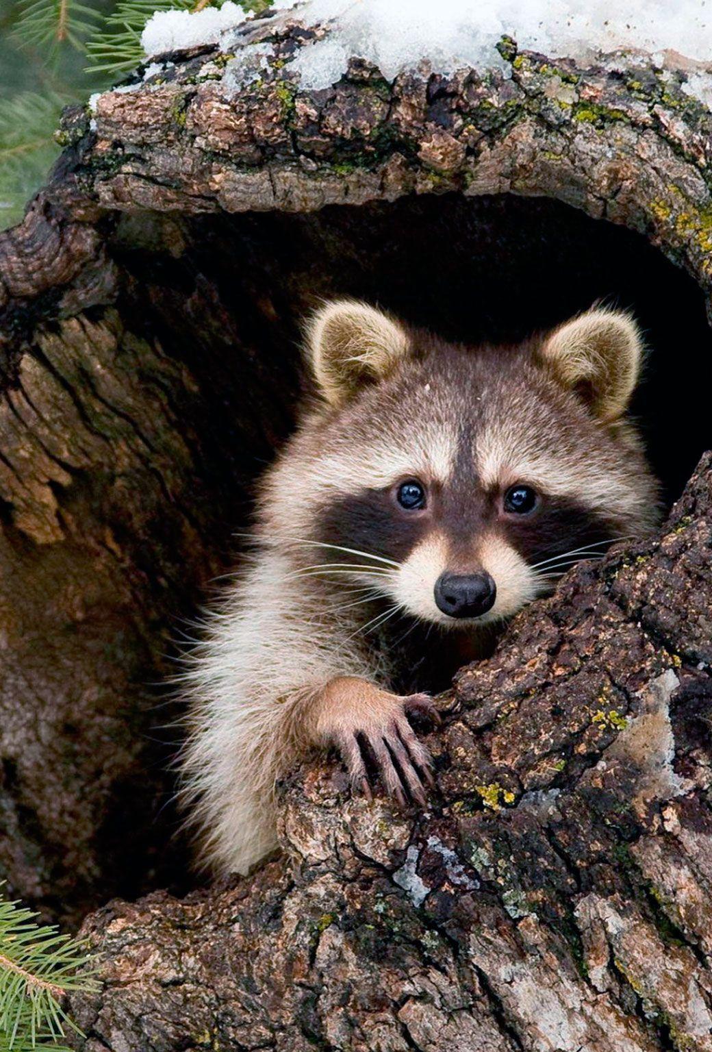 Cute Raccoon Wallpapers Top Free Cute Raccoon Backgrounds Cute Raccoon Wallpapers Top Free Cute Raccoon Backgrounds