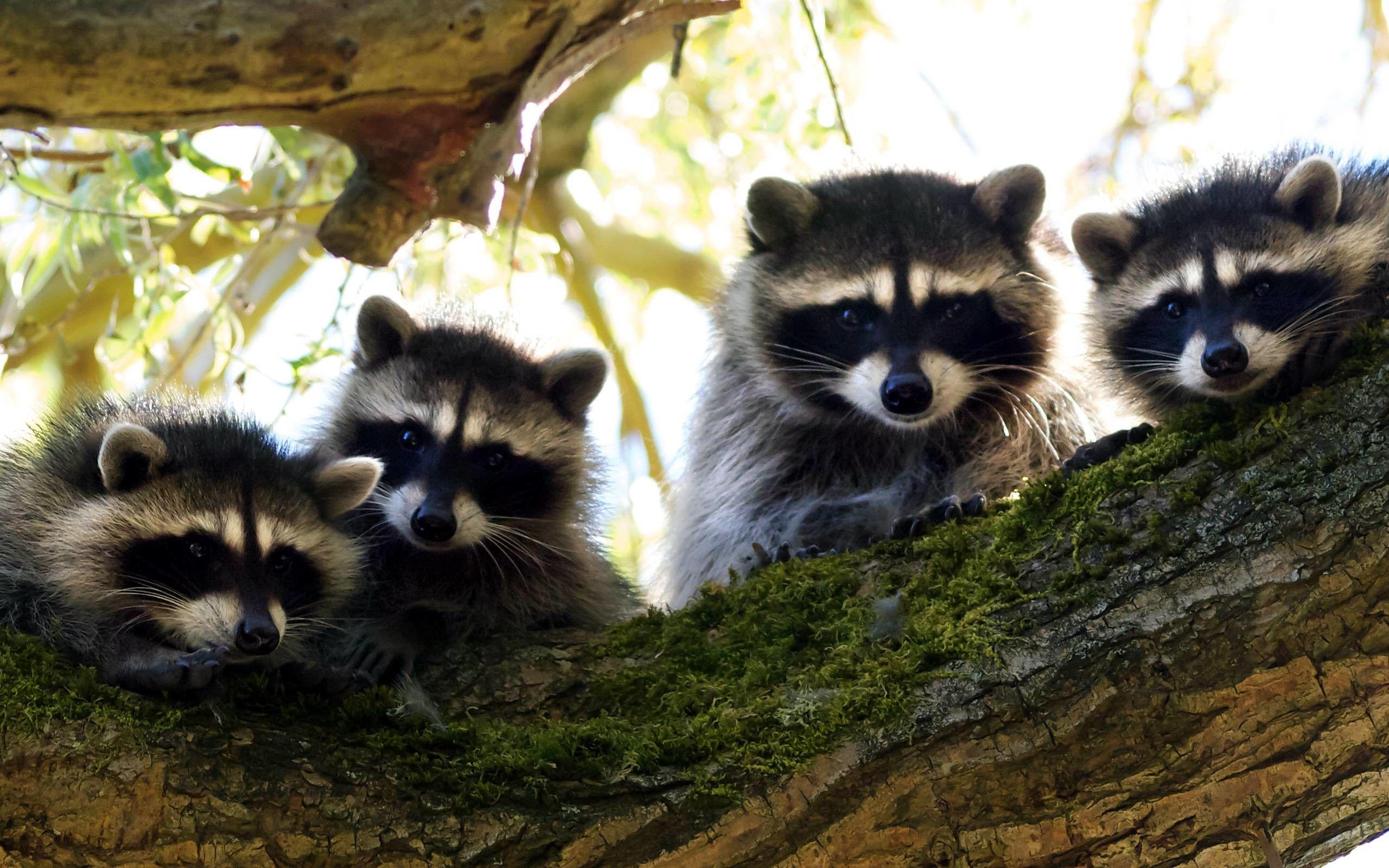 Cute Raccoon Wallpapers Top Free Cute Raccoon Backgrounds Cute Raccoon Wallpapers Top Free Cute Raccoon Backgrounds