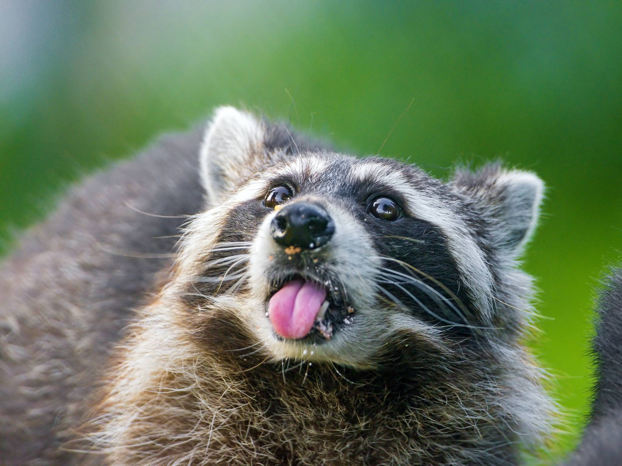Cute Raccoon Desktop Wallpaper