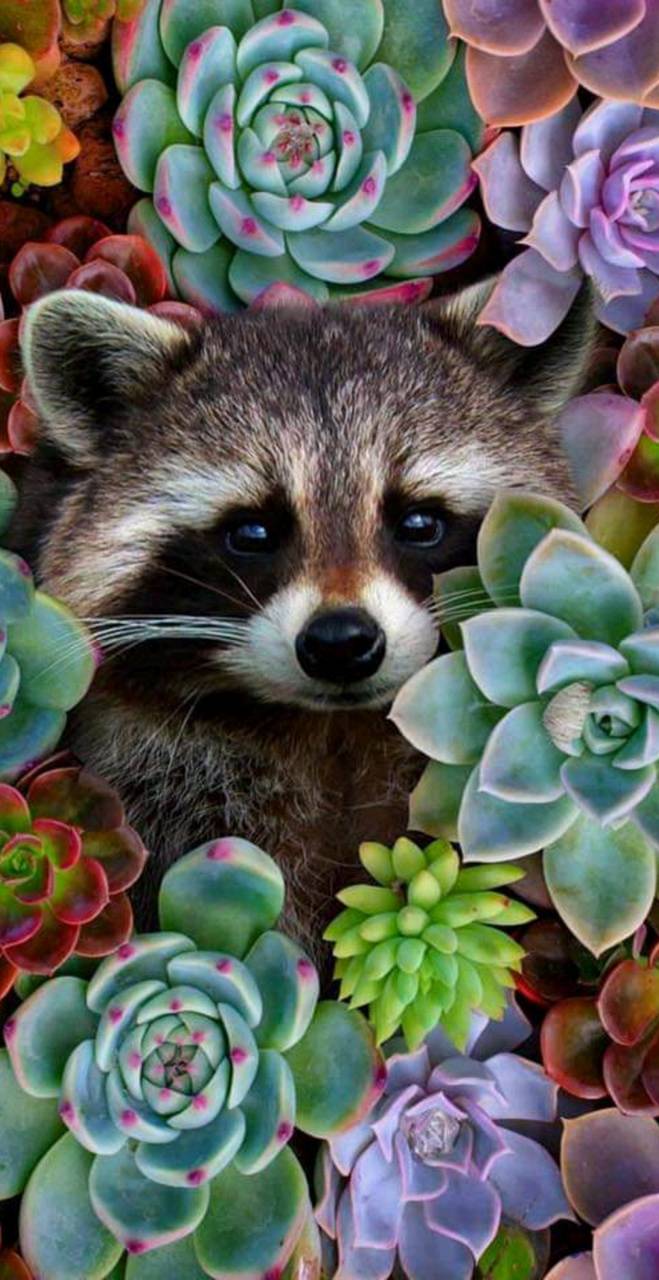 Cute Raccoon Wallpapers Top Free Cute Raccoon Backgrounds Cute Raccoon Wallpapers Top Free Cute Raccoon Backgrounds