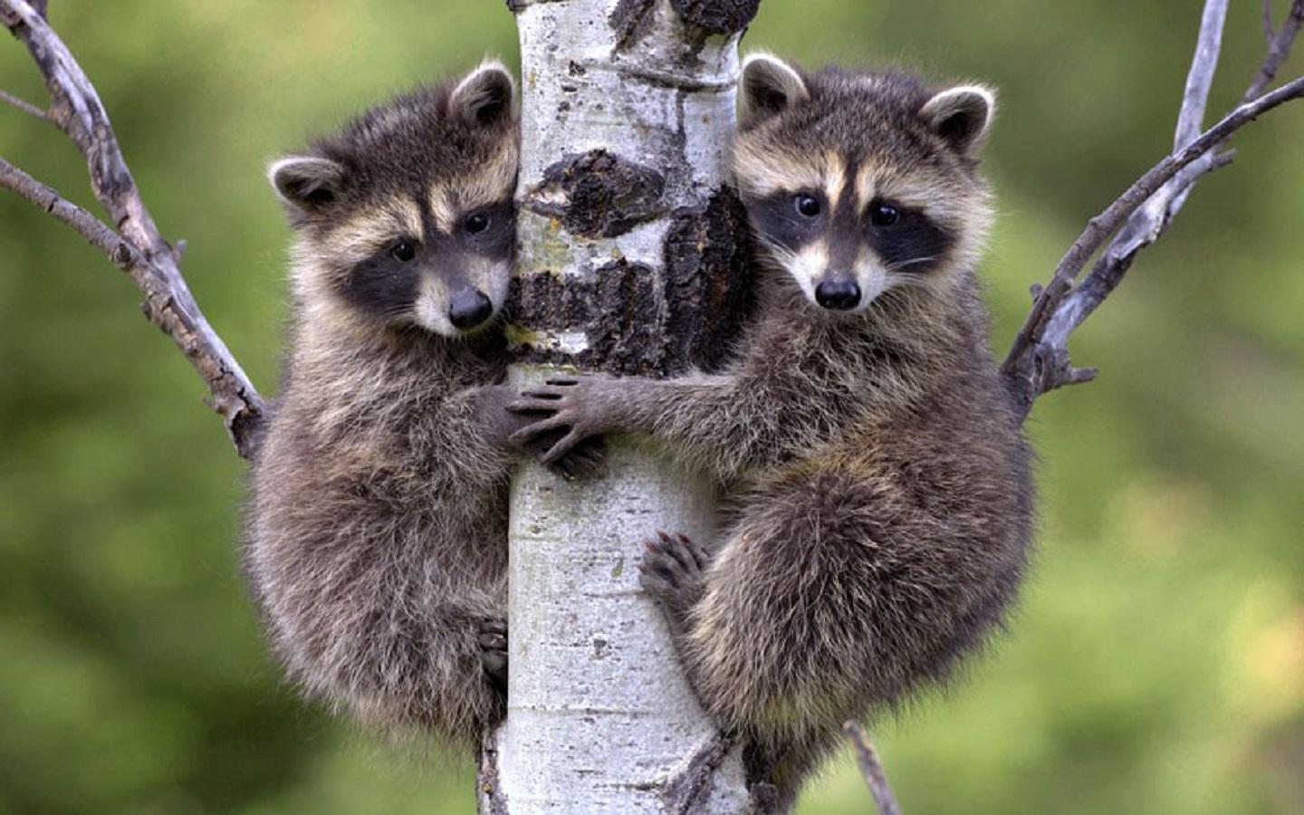 Cute Raccoon Wallpapers Top Free Cute Raccoon Backgrounds Cute Raccoon Wallpapers Top Free Cute Raccoon Backgrounds