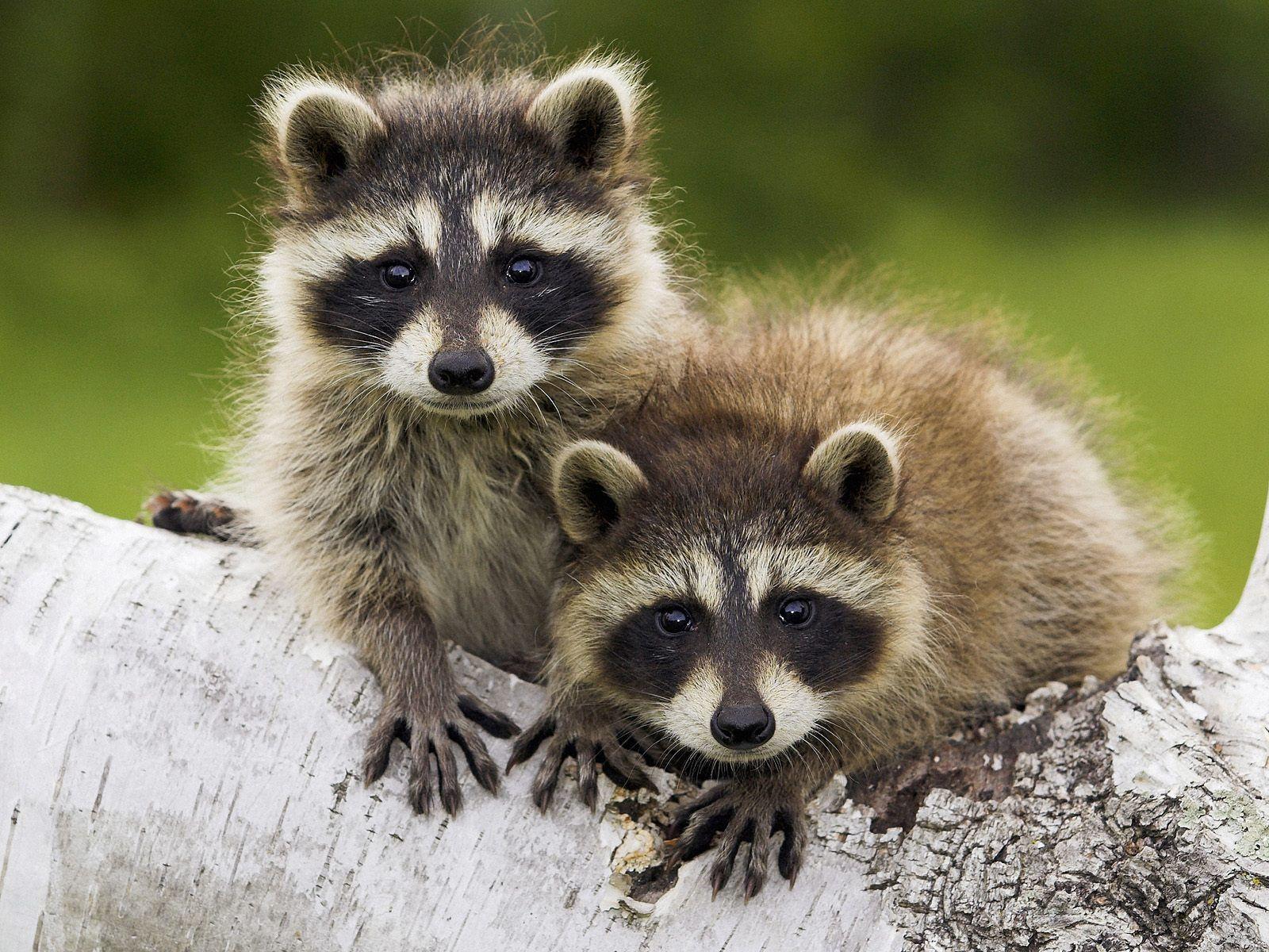 Cute Raccoon Wallpapers Top Free Cute Raccoon Backgrounds Cute Raccoon Wallpapers Top Free Cute Raccoon Backgrounds