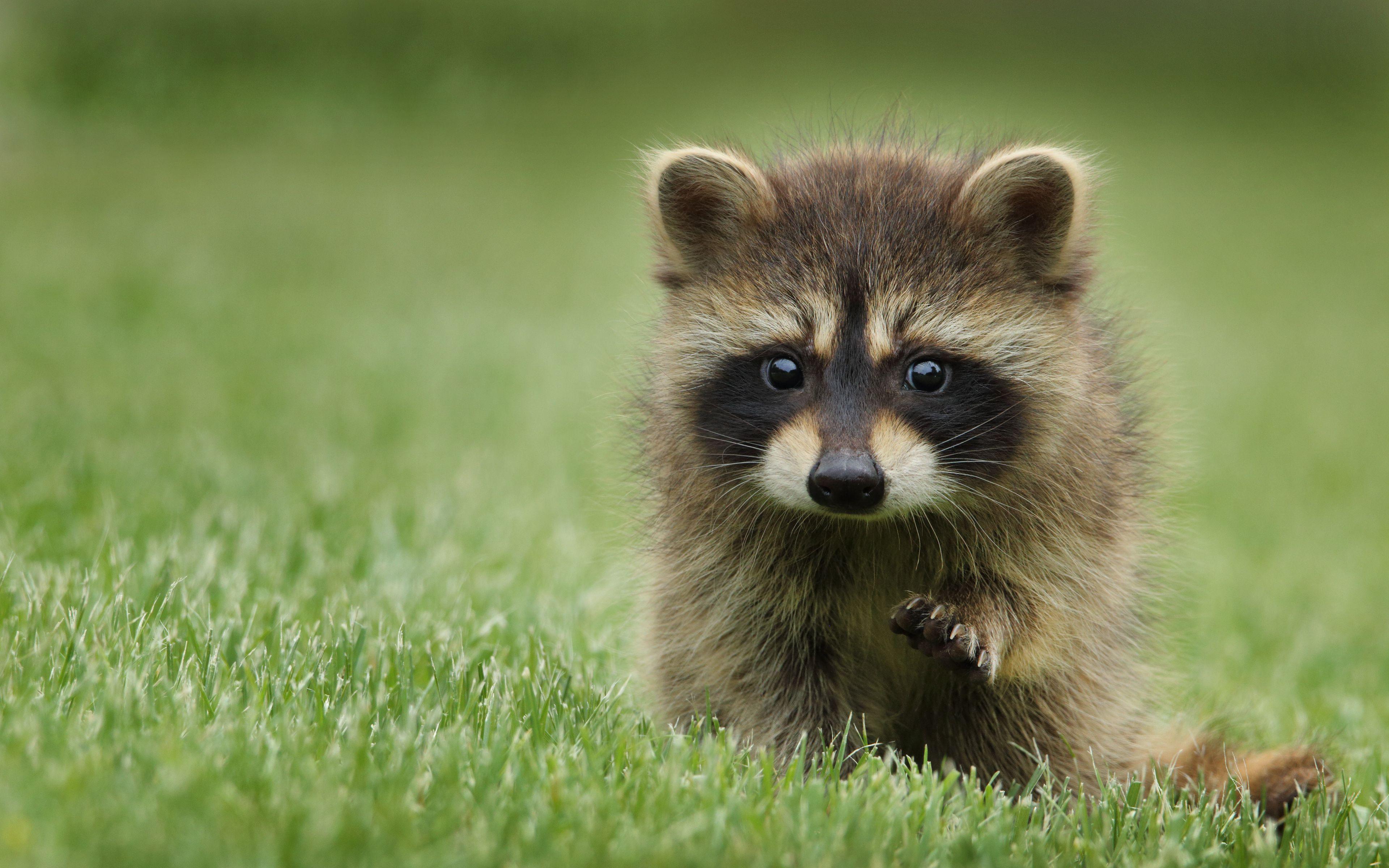 Cute Raccoon Wallpapers - Top Free Cute Raccoon Backgrounds ...