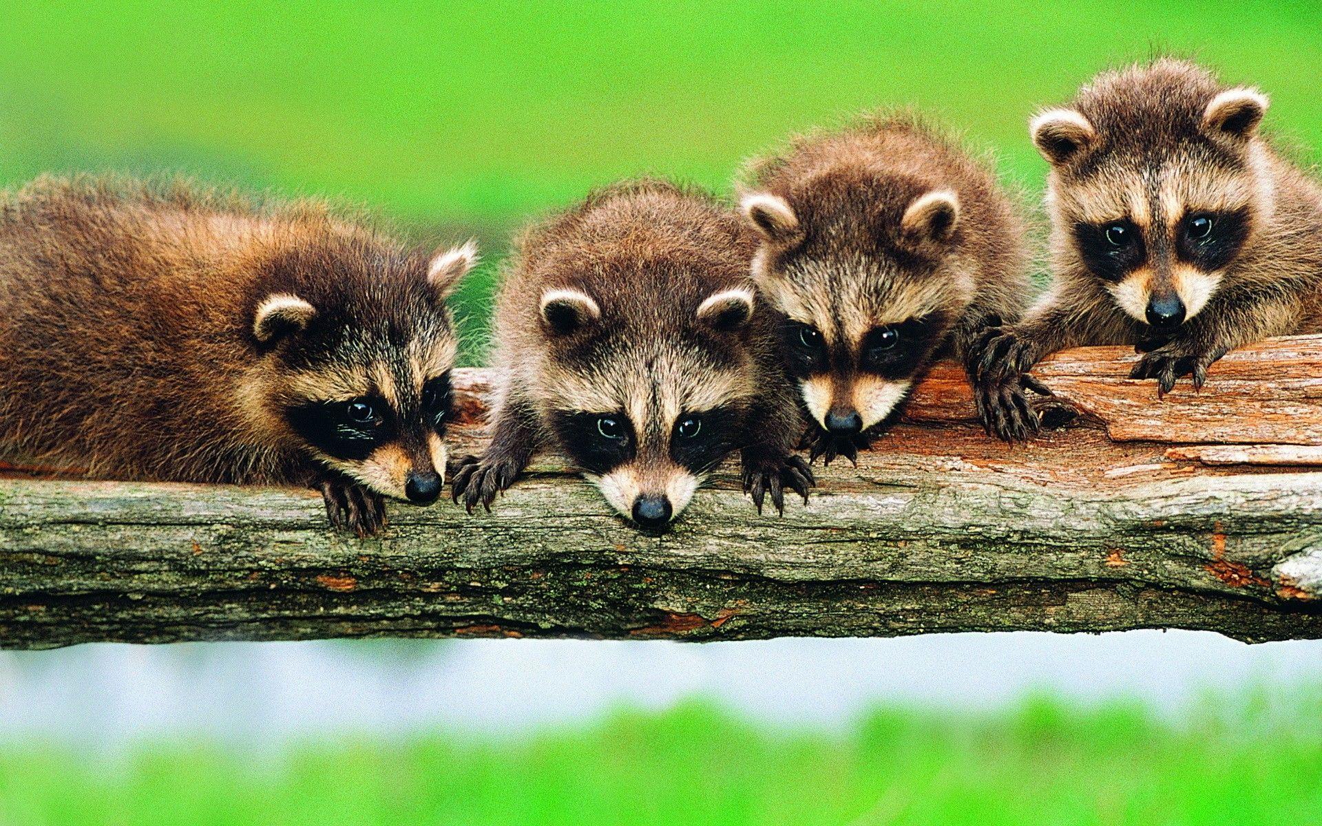 Cute Raccoon Wallpapers Top Free Cute Raccoon Backgrounds Cute Raccoon Wallpapers Top Free Cute Raccoon Backgrounds