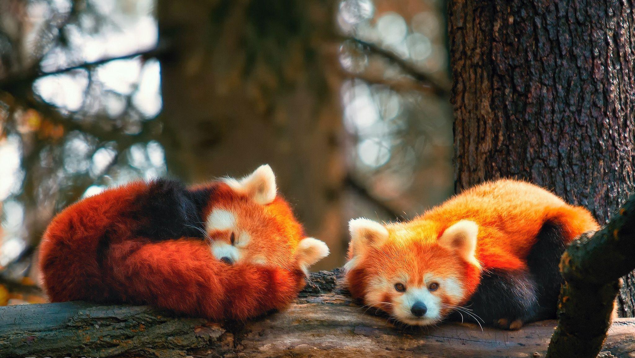 2048x1155 Cute Raccoon Sleeping wallpaper