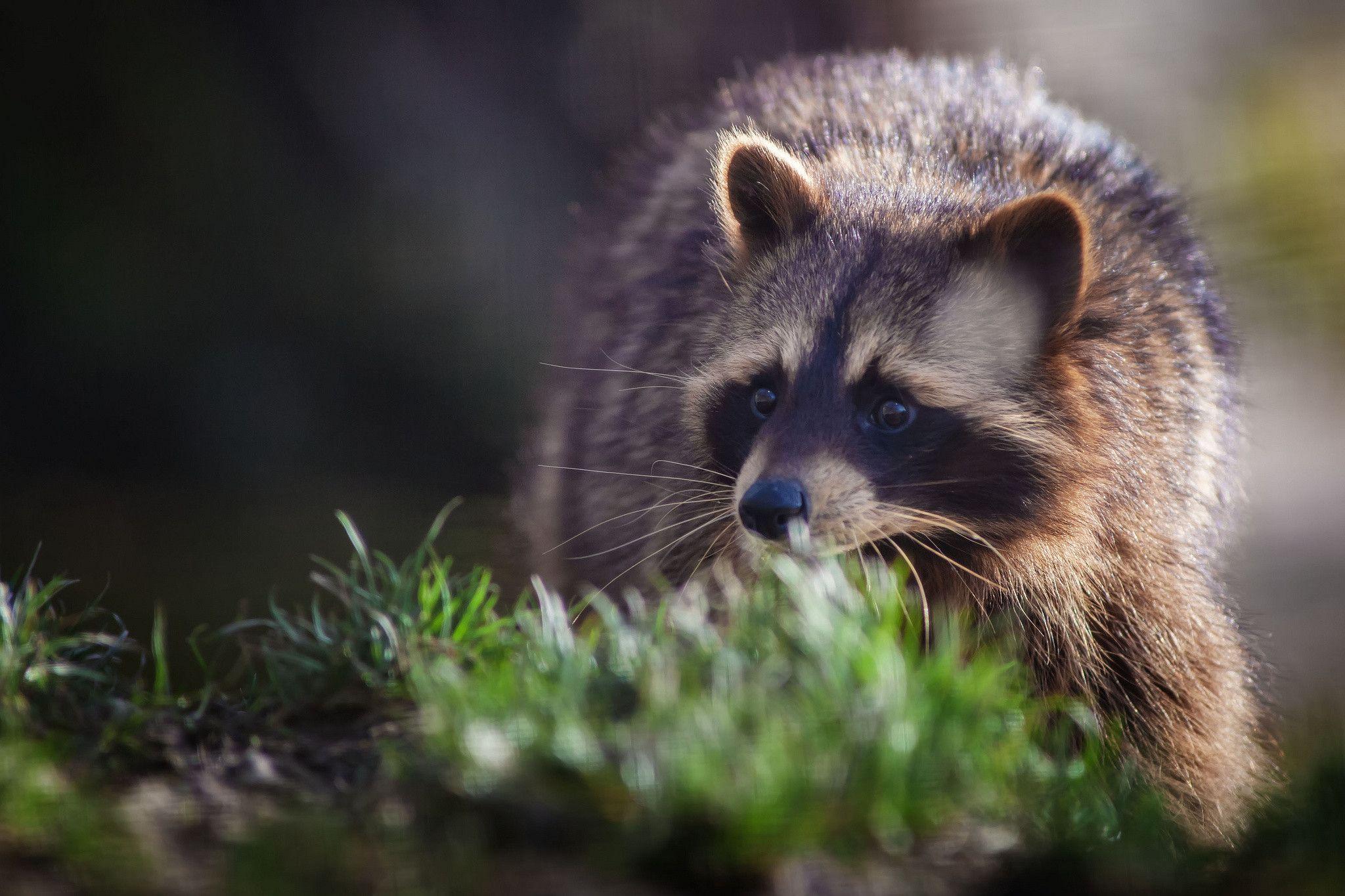 Cute Raccoon Wallpapers Top Free Cute Raccoon Backgrounds 