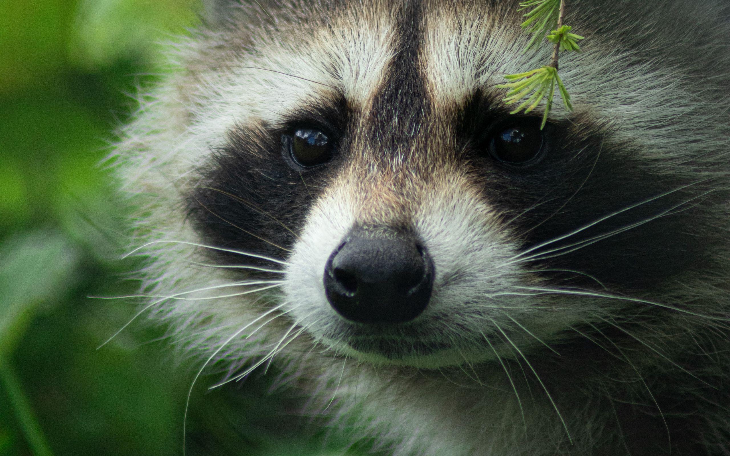 2560x1600 Download wallpaper 2560x1600 raccoon, cute, muzzle, animal widescreen 16:10 HD background