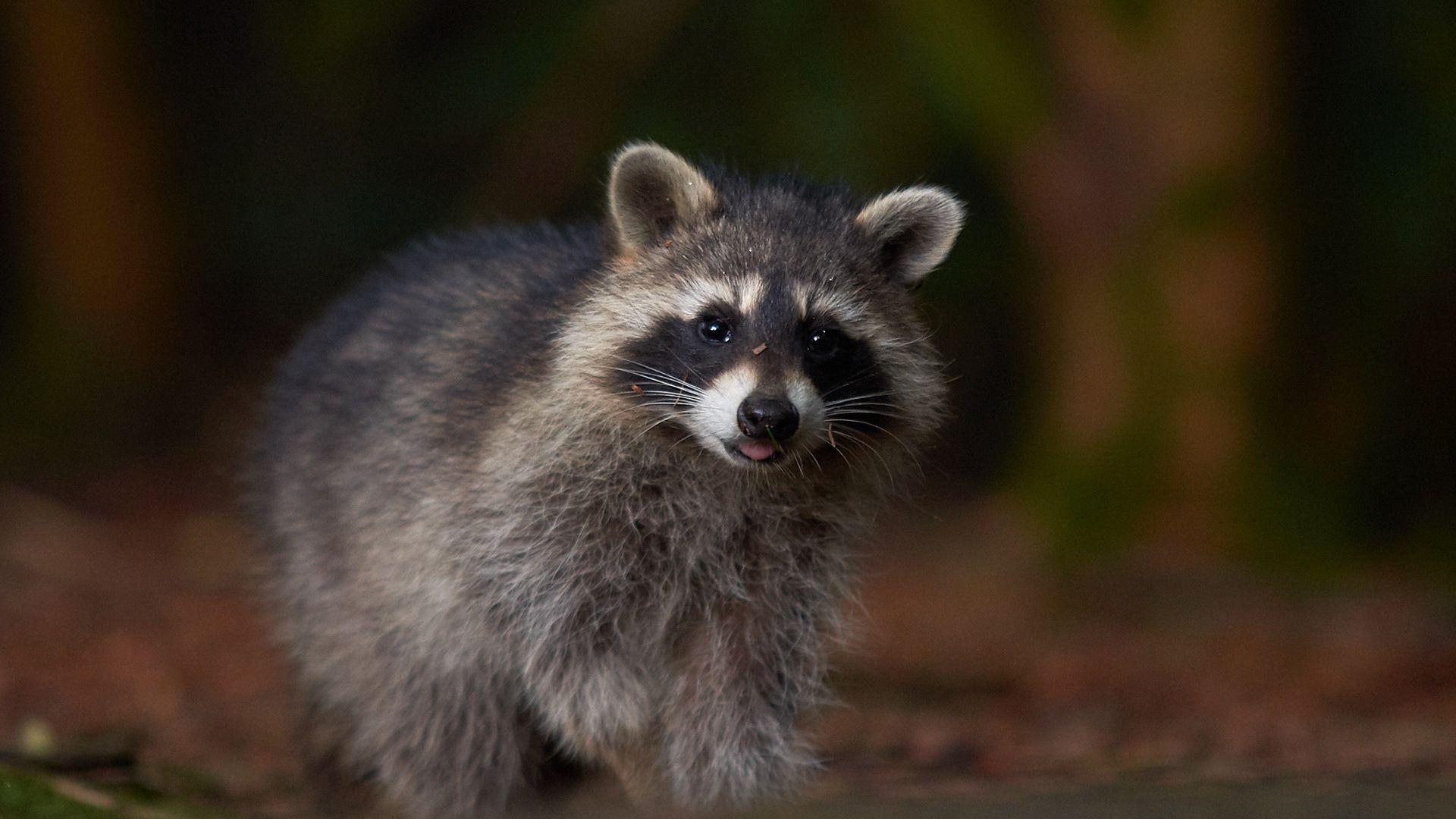 1920x1080 Desktop Wallpaper Raccoon, Furry, Cute Animal, HD Image, Picture, Background, 9358cf