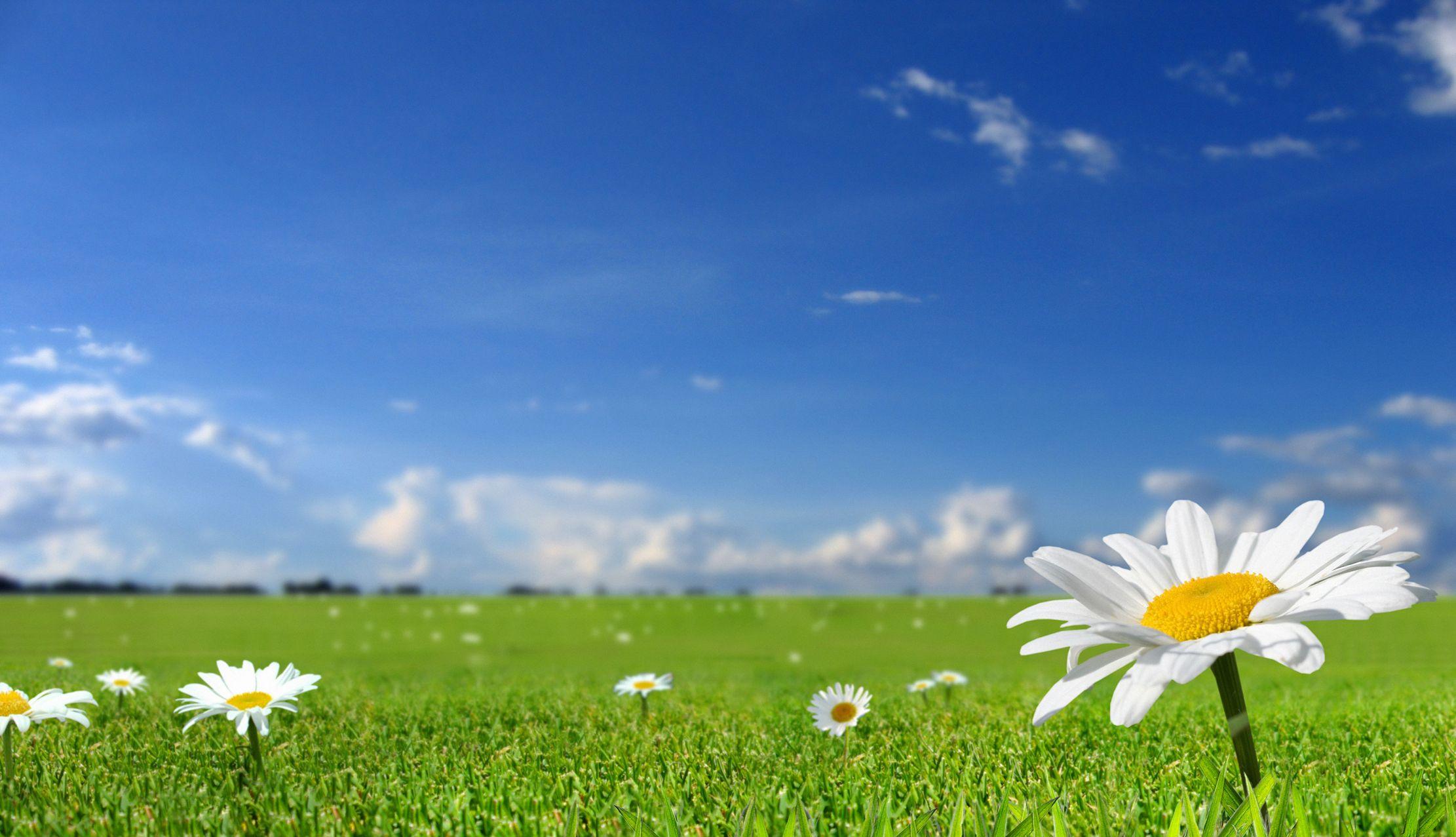 2222x1277 photo, Flowers, field, grass, nature, wallpaper, spring, summer, sun, sky wallpaper desktop background