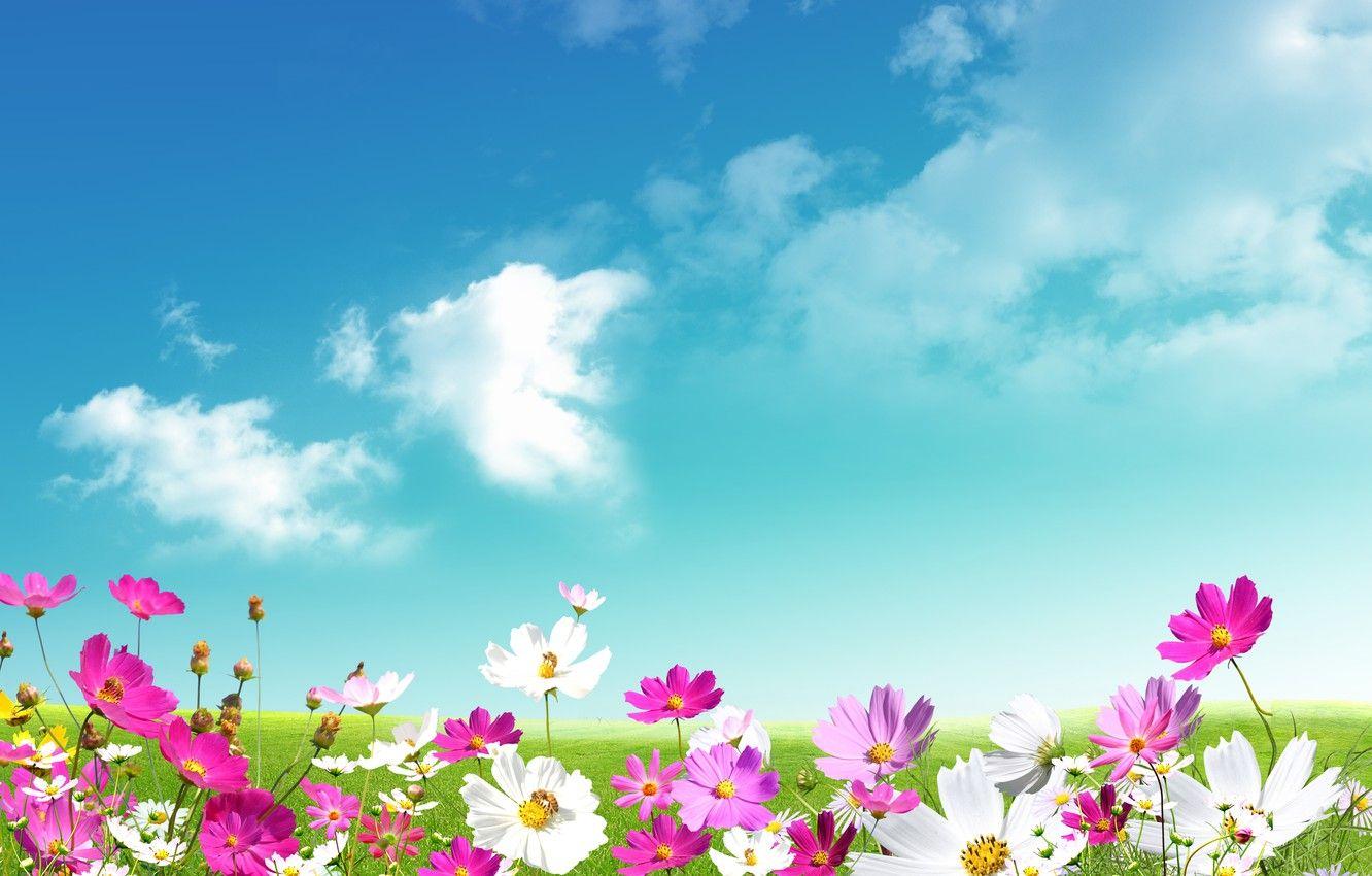 1332x850 Wallpaper the sky, grass, leaves, clouds, flowers, freshness, green, chamomile, beauty, spring, meadow, pink, white, grass, white, sky image for desktop, section природа