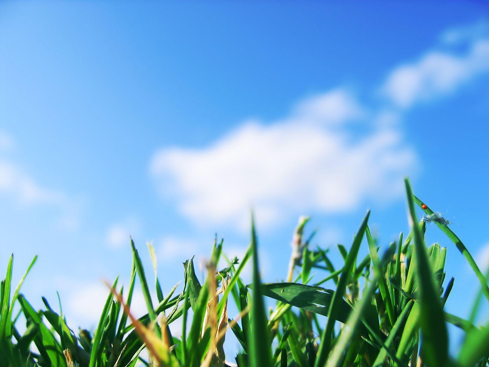 1600x1200 HD Wallpaper: Grass Sky Wallpaper
