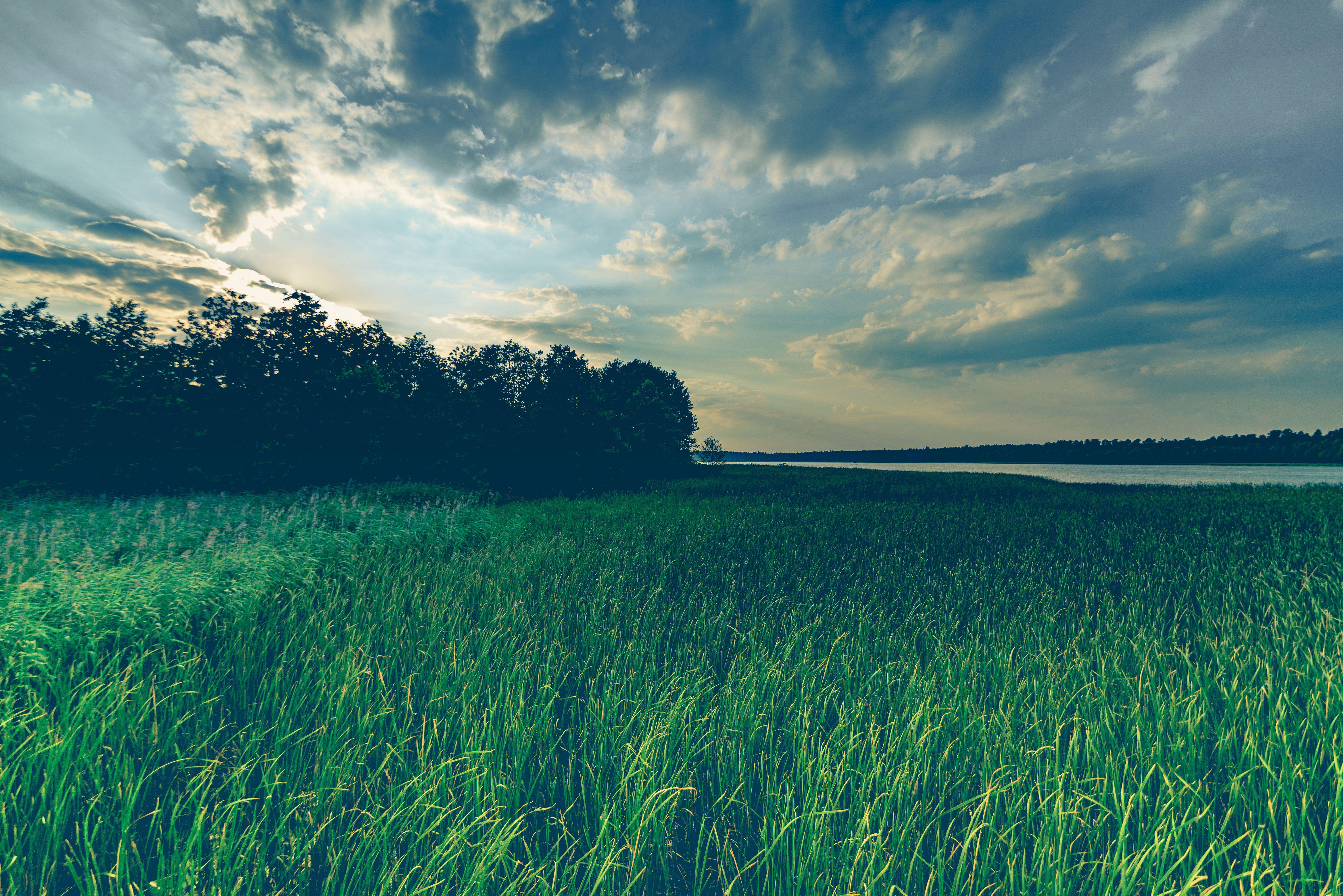 6016x4016 Green Grass Field Sky Reflection Wind 5k, HD Nature, 4k Wallpaper, Image, Background, Photo and Picture