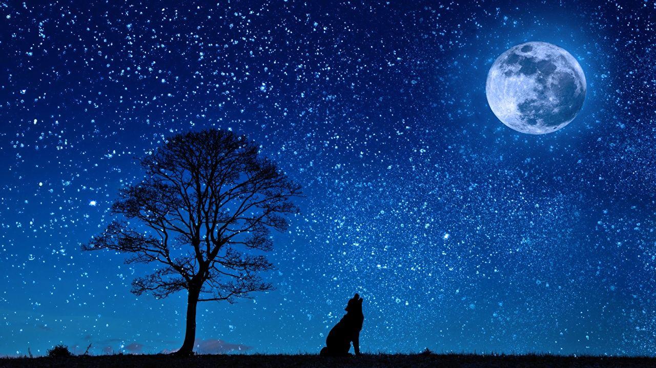 1280x718 Wallpaper Wolves silhouettes Nature Moon Night Trees