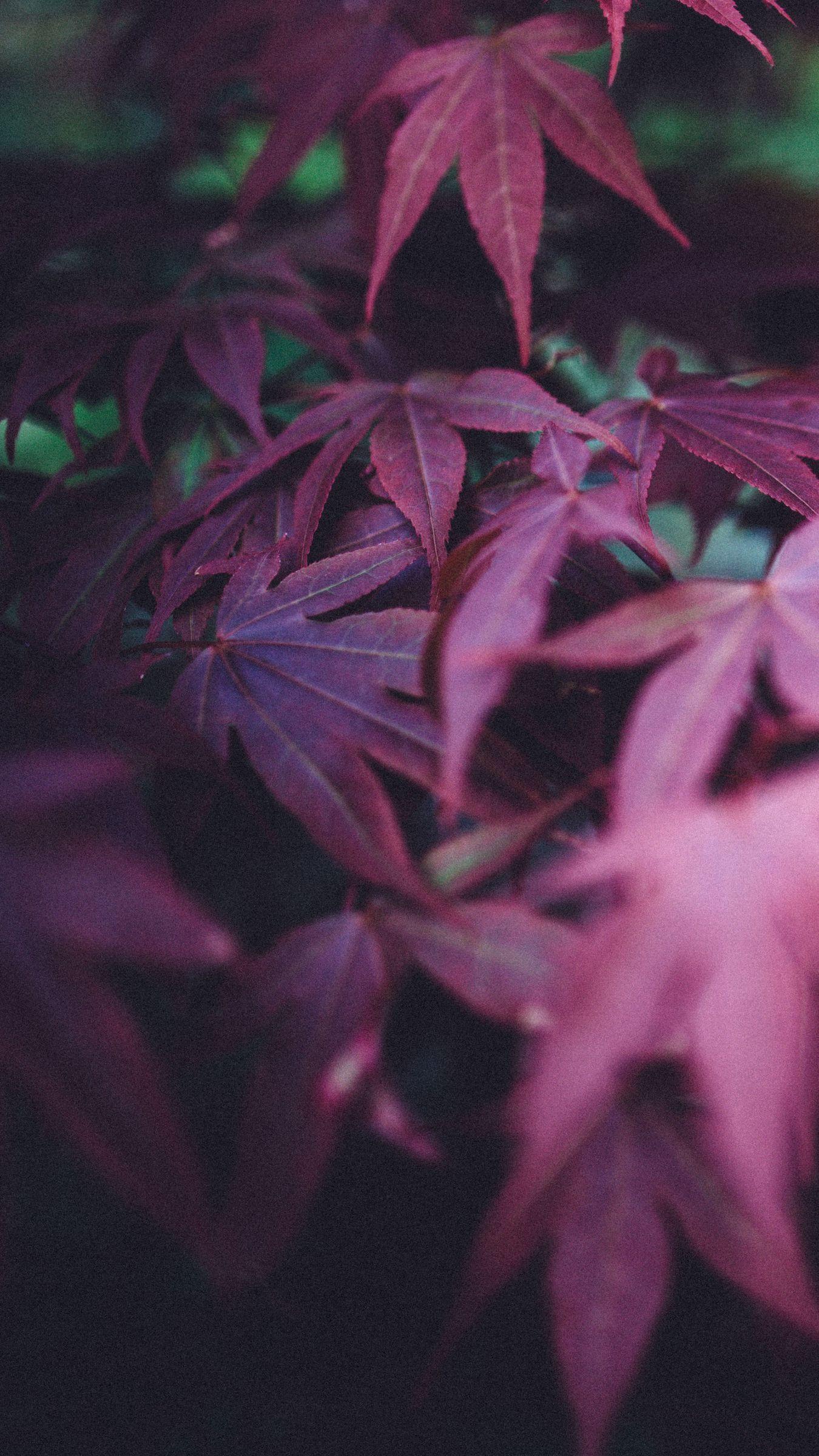 1350x2400 Download wallpaper 1350x2400 leaves, burgundy, branches, blur iphone 8+/7+/6s+/for parallax HD background
