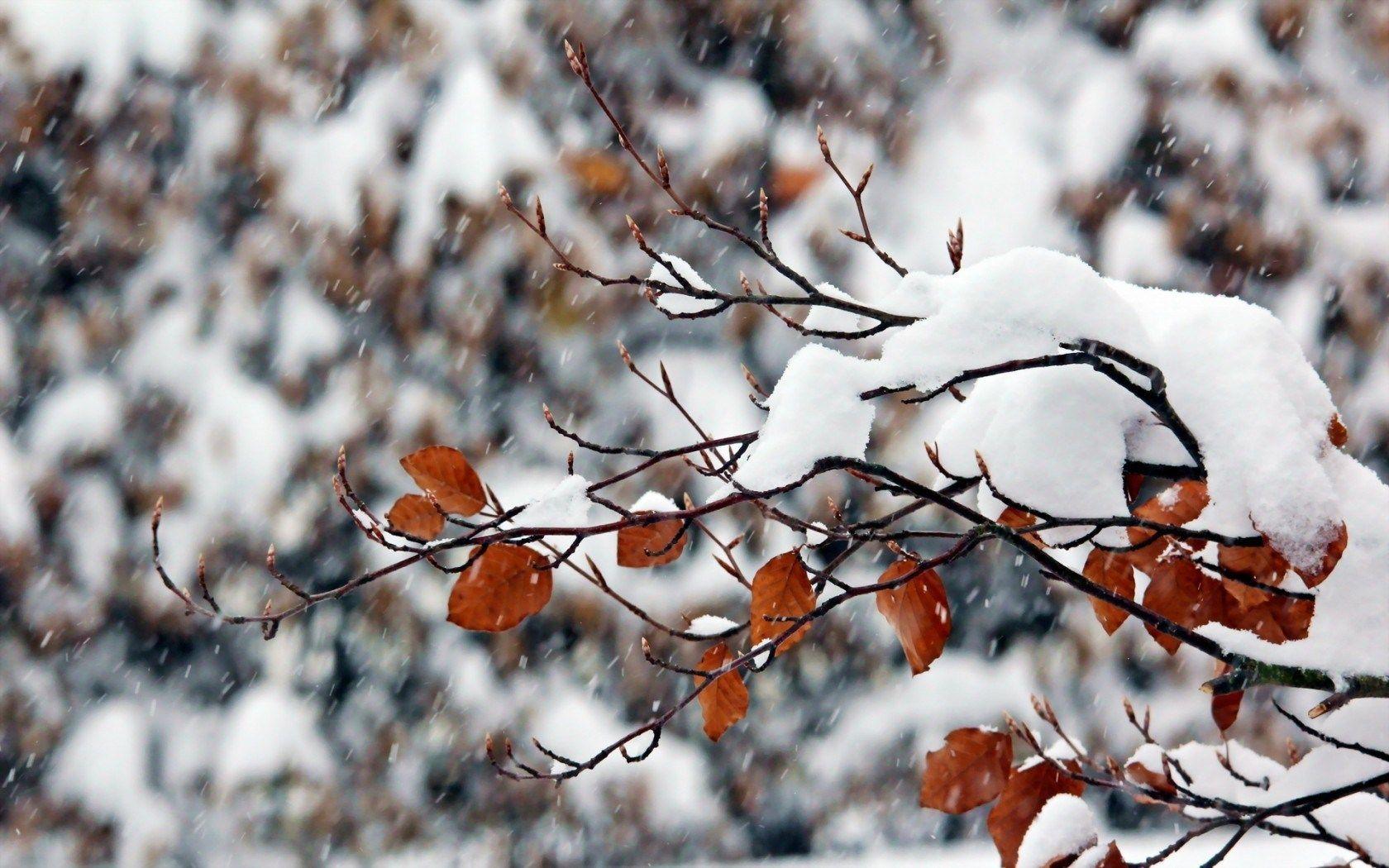 1680x1050 Snowflakes Falling Picture 37166 1680x1050px